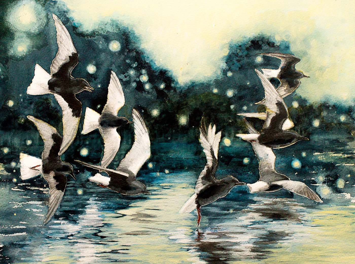 White-winged terns | vitvingade tärnor