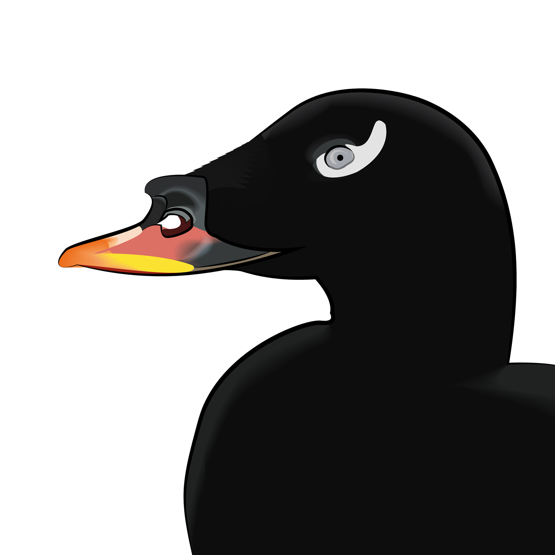 Sibirisk knölsvärta | Stejneger's scoter