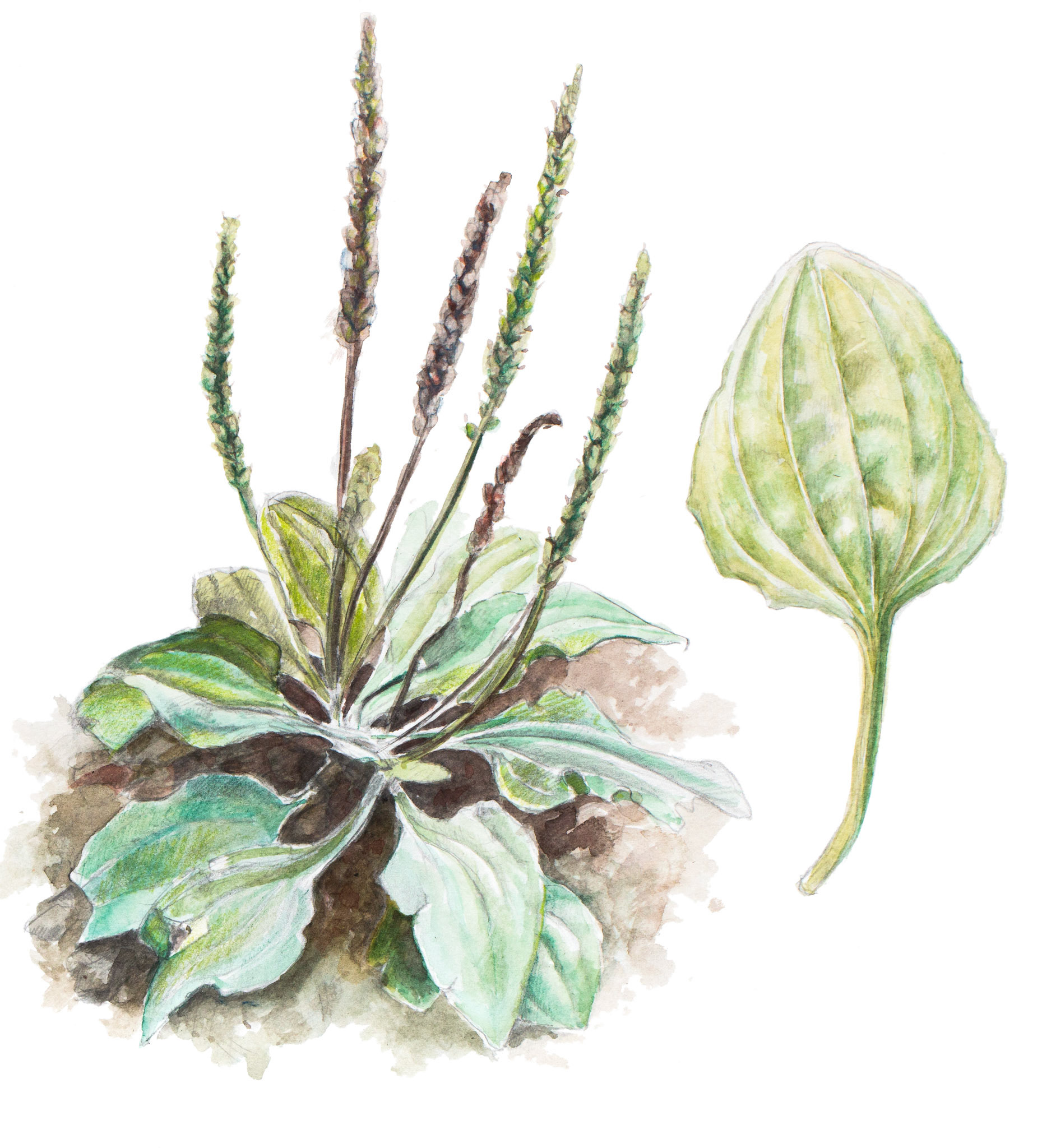 Groblad | Plantago