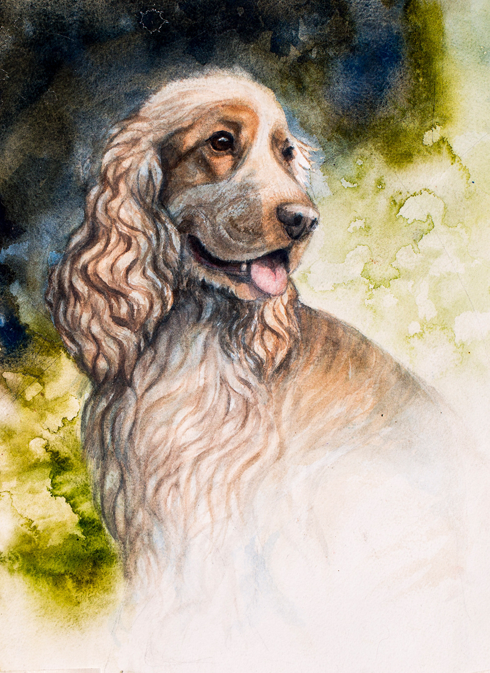 Bentley - English cocker spaniel