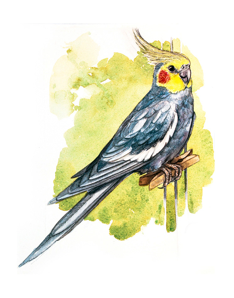 Oskar - Cockatiel