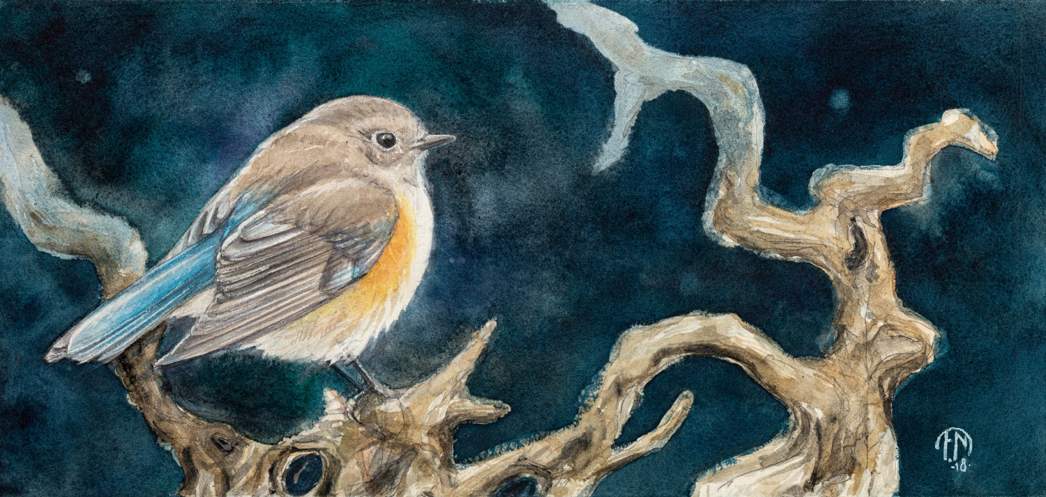 Red-flanked bluetail | Tajgablåstjärt | Tarsiger cyanurus