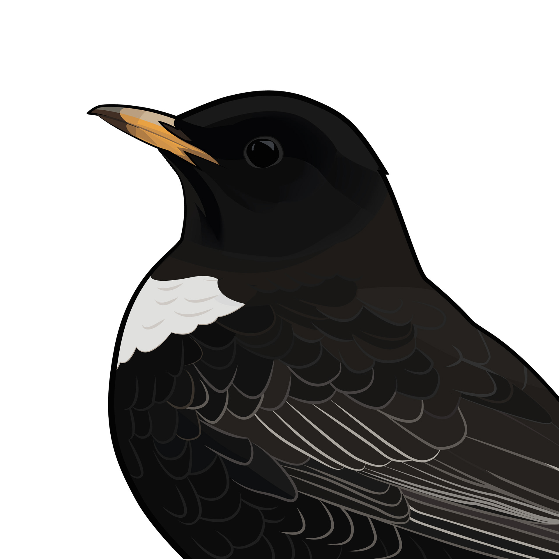 Ringtrast | Ring Ouzel