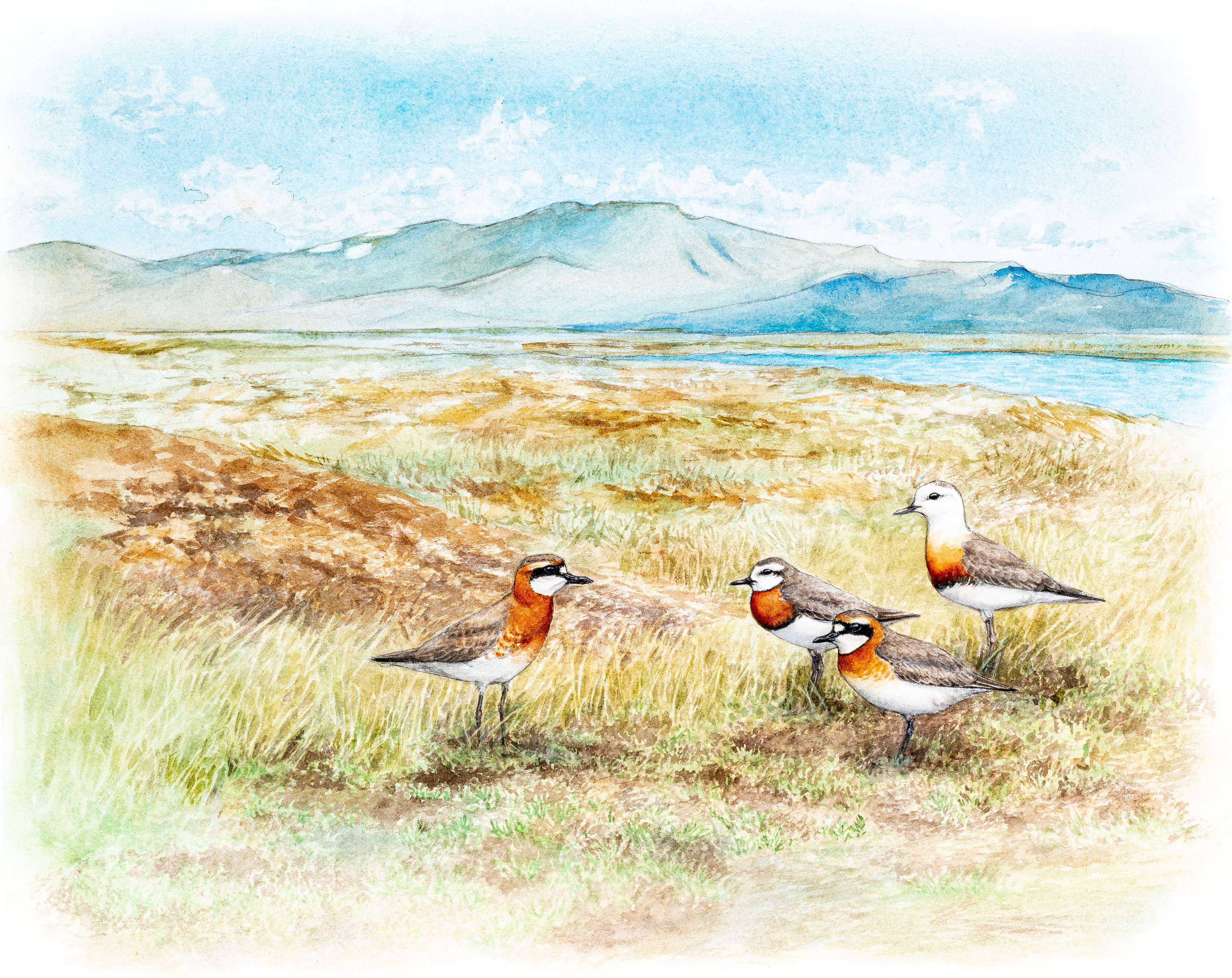 Once Upon the Steppe (Greater and Lesser sand plover, Caspian plover and Oriental plover) | En gång på stäppen (Ökenpipare, mongolpipare, kaspisk pipare och orientpipare) | Charadrius mongolus, C. leschenaultii, C. veredus & C. asiaticus