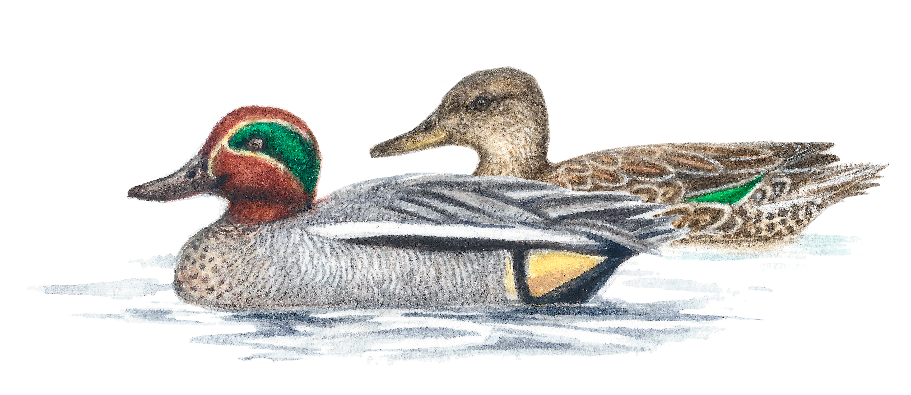 Eurasian teal | Kricka | Anas crecca