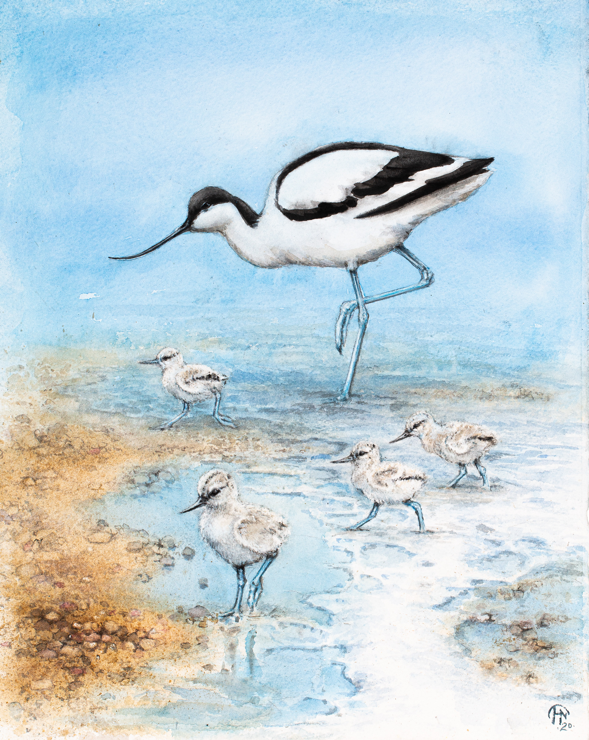 Pied avocet with chicks | Skärfläcka med ungar | Recurvirostra avosetta