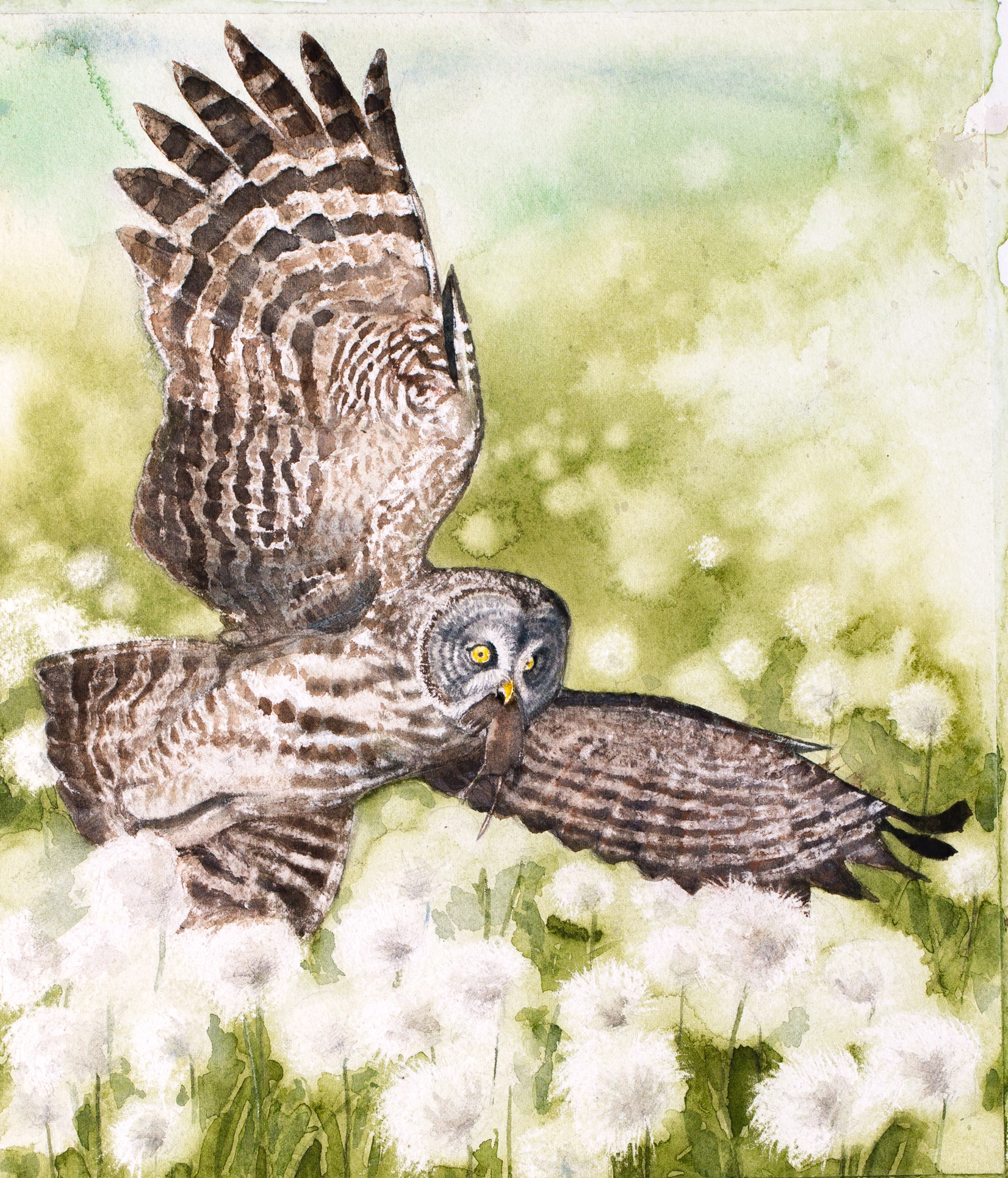 Great grey owl | Lappuggla | Strix nebulosa