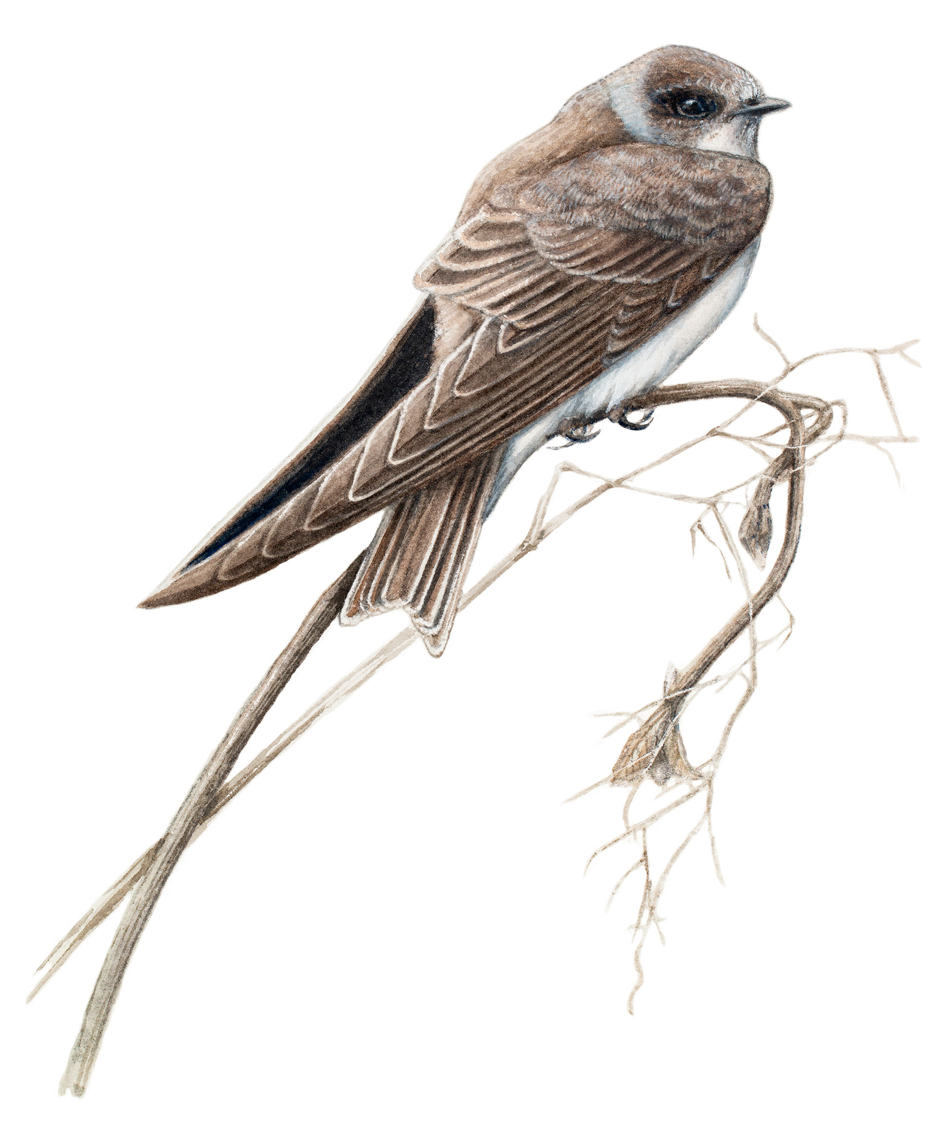 Sand martin | Backsvala | Riparia riparia
