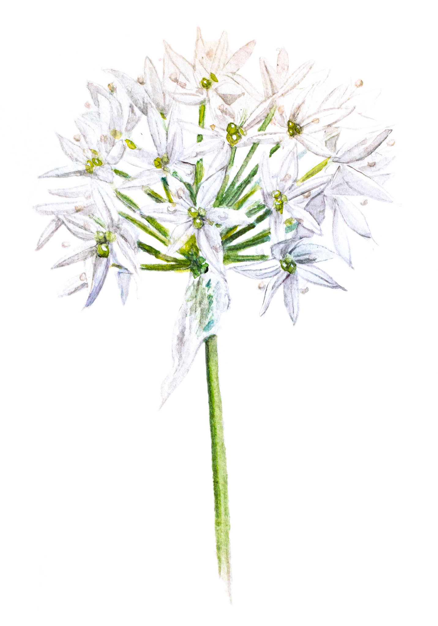 Ramslök | Allium