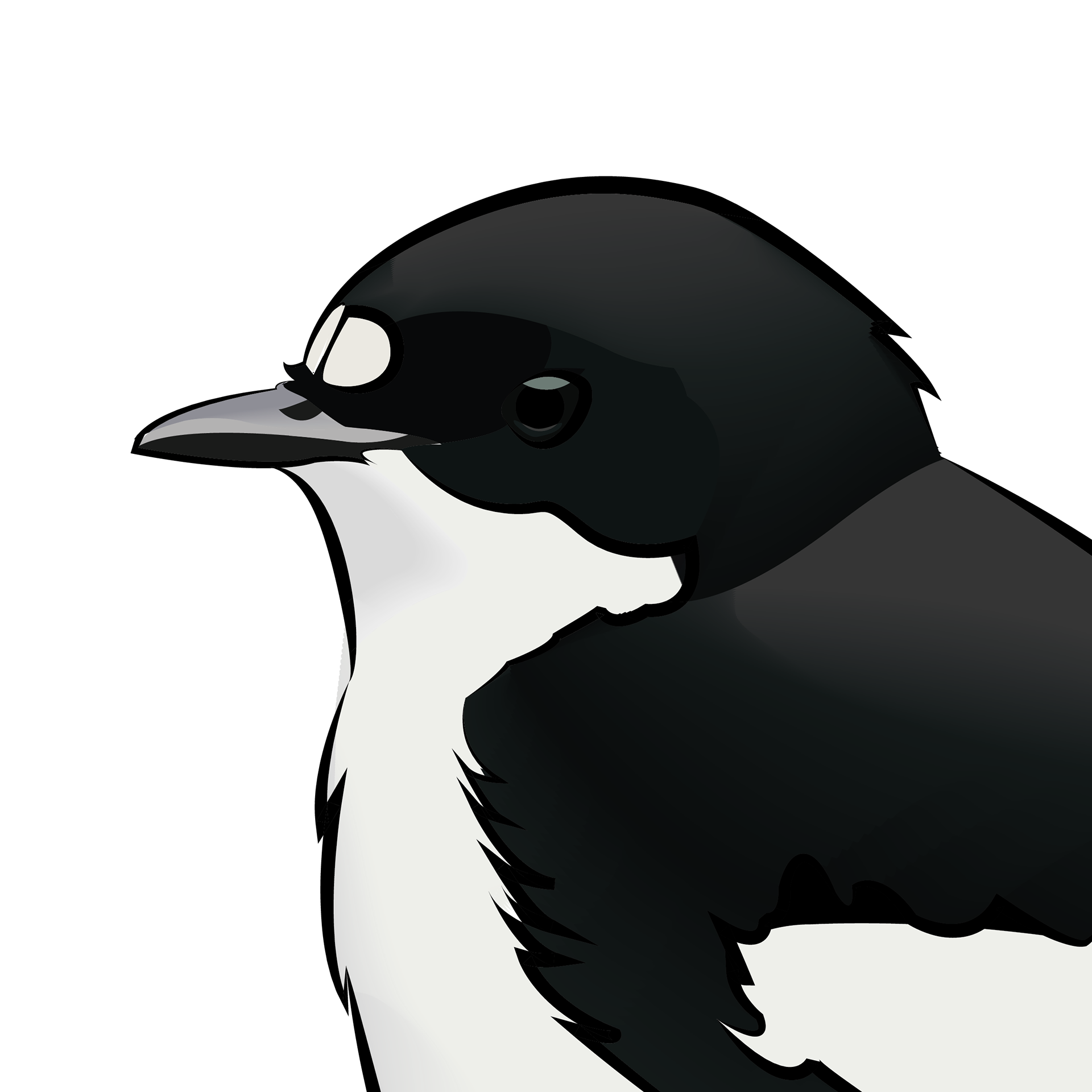 Svartvit flugsnappare | Pied flycatcher