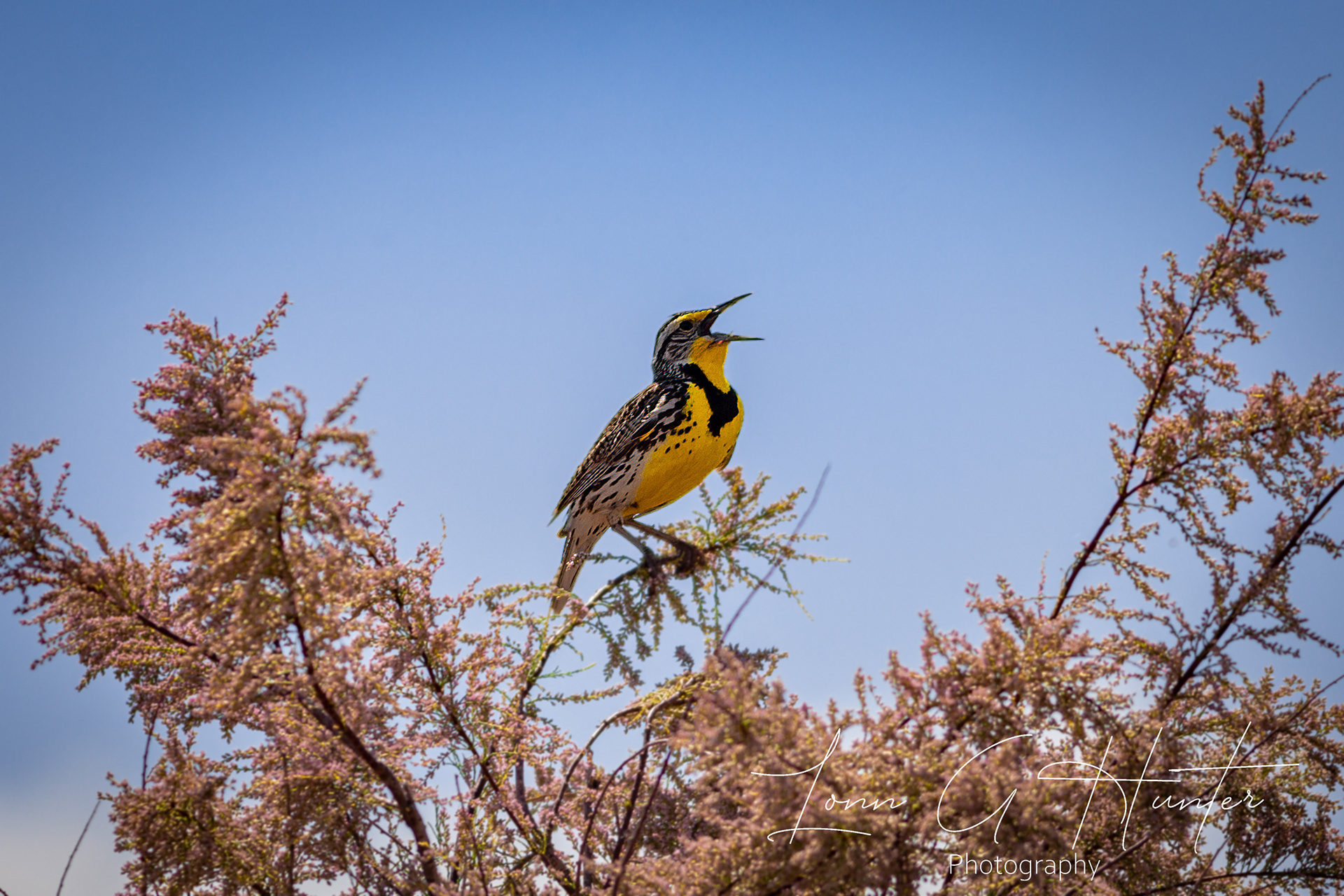 Western Meadowlark