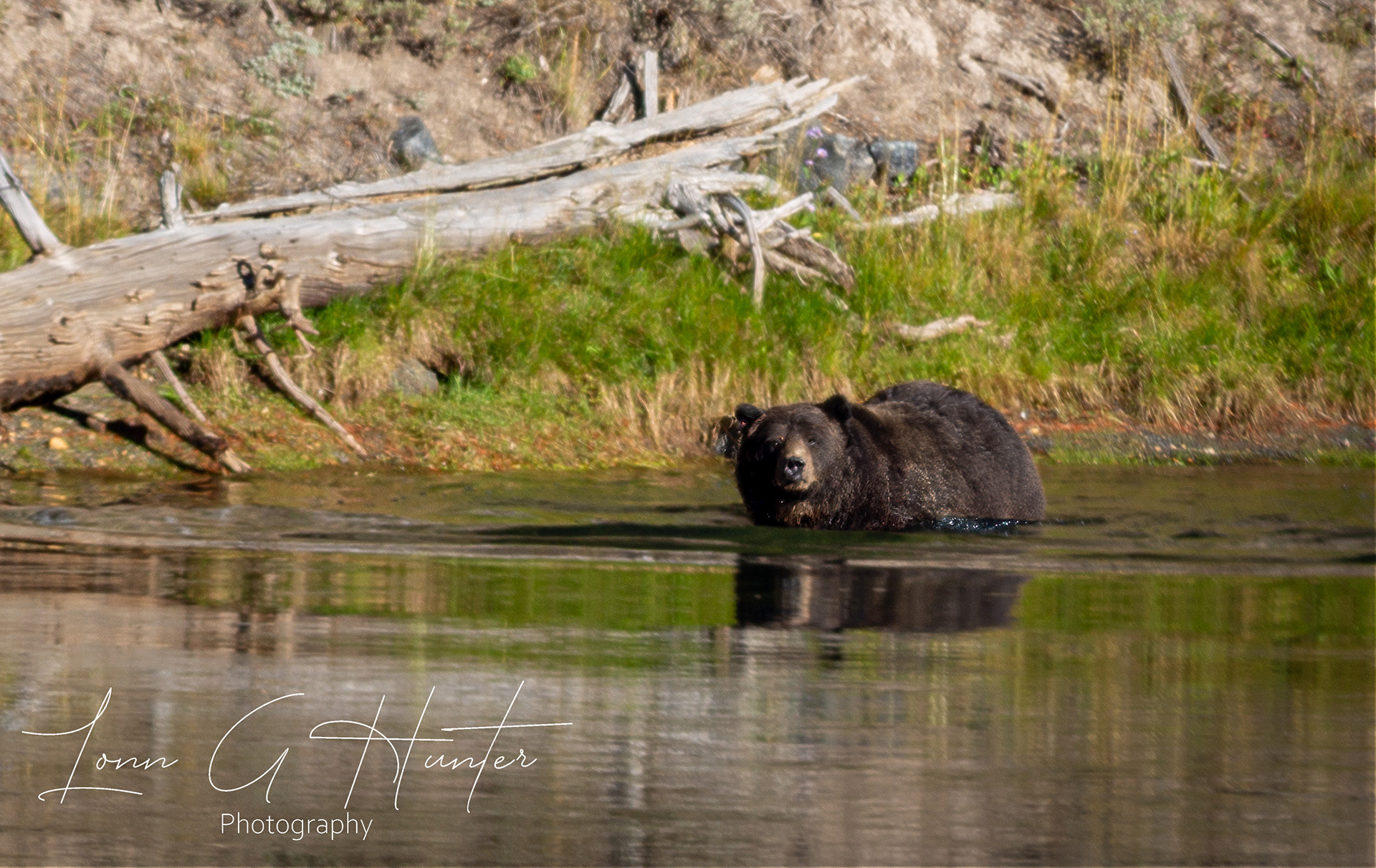 Grizzly Bear