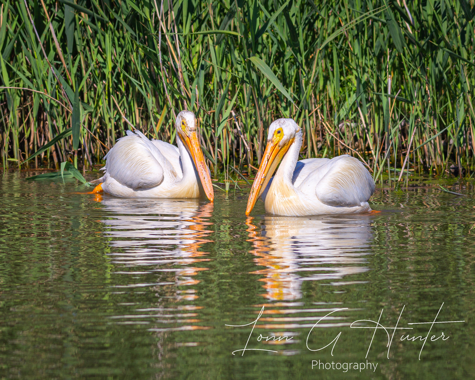 A Pair of Pelicans