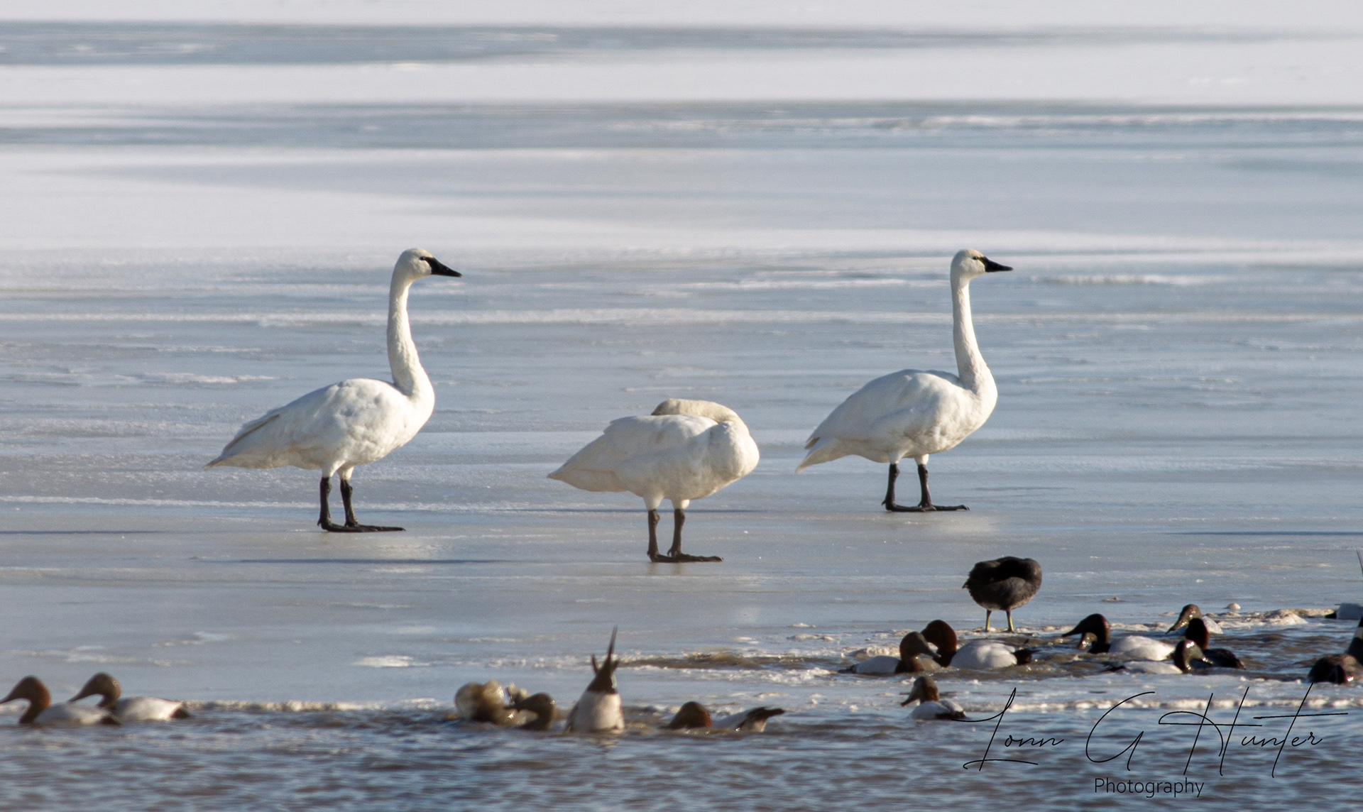 Snow Geese on Ice