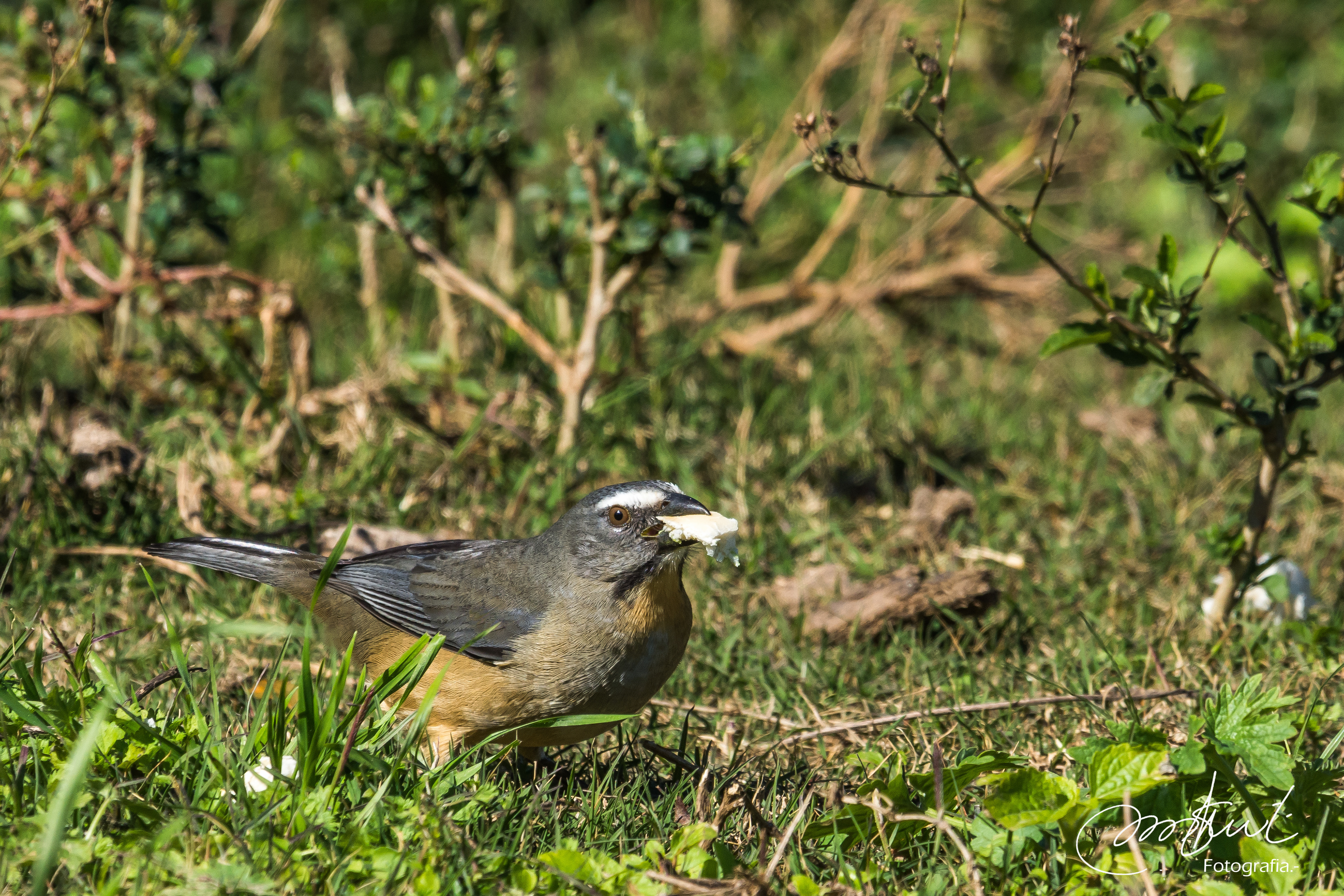 AVES ARGENTINAS