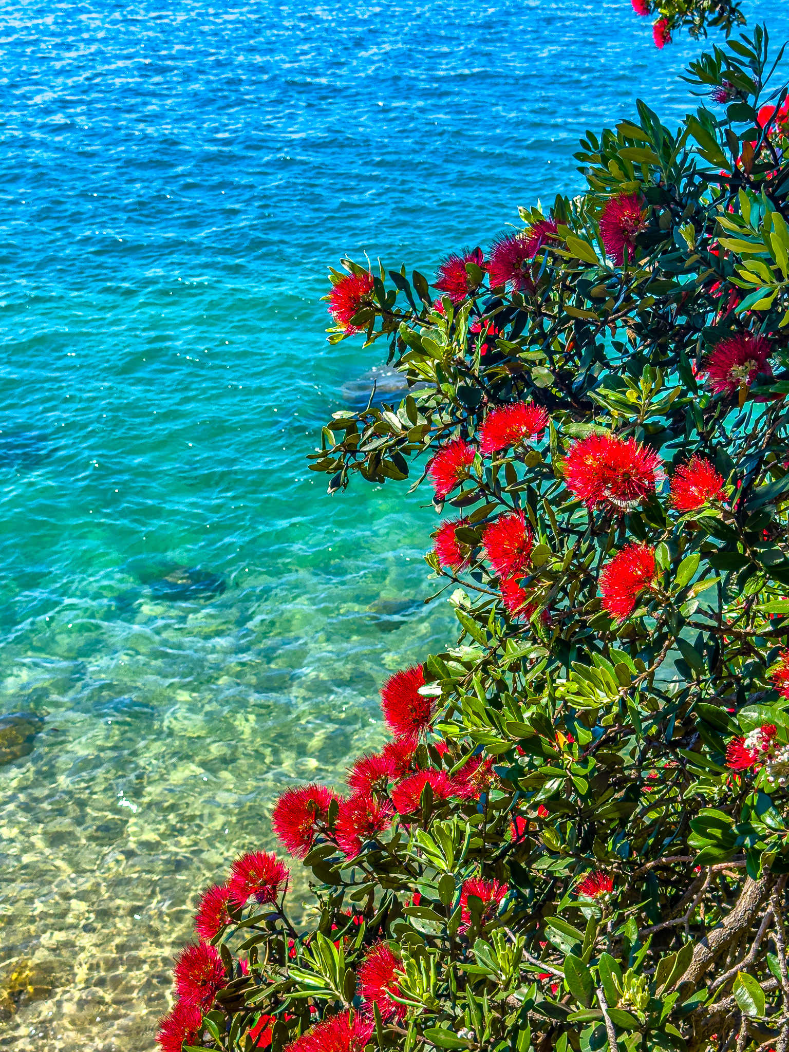 IMG_9930 Colours of summer in NZ