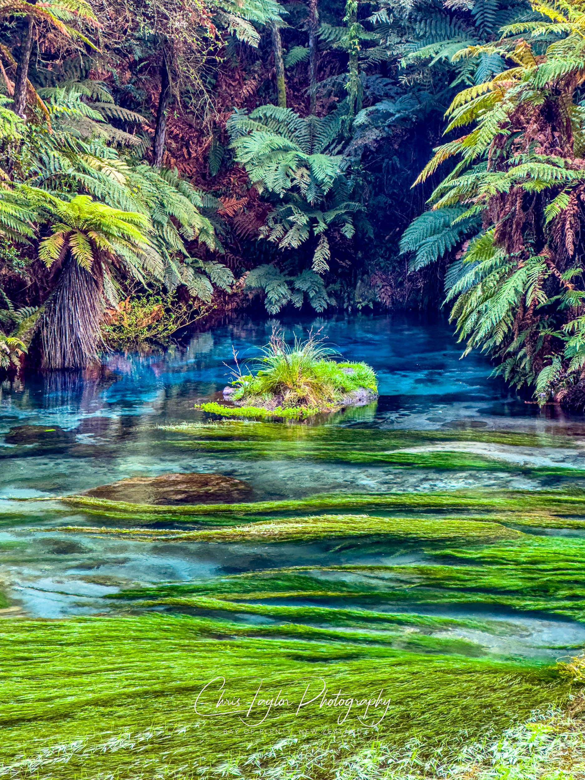 IMG_5620 The Blue Spring, Waihou River, Waikato, NZ.