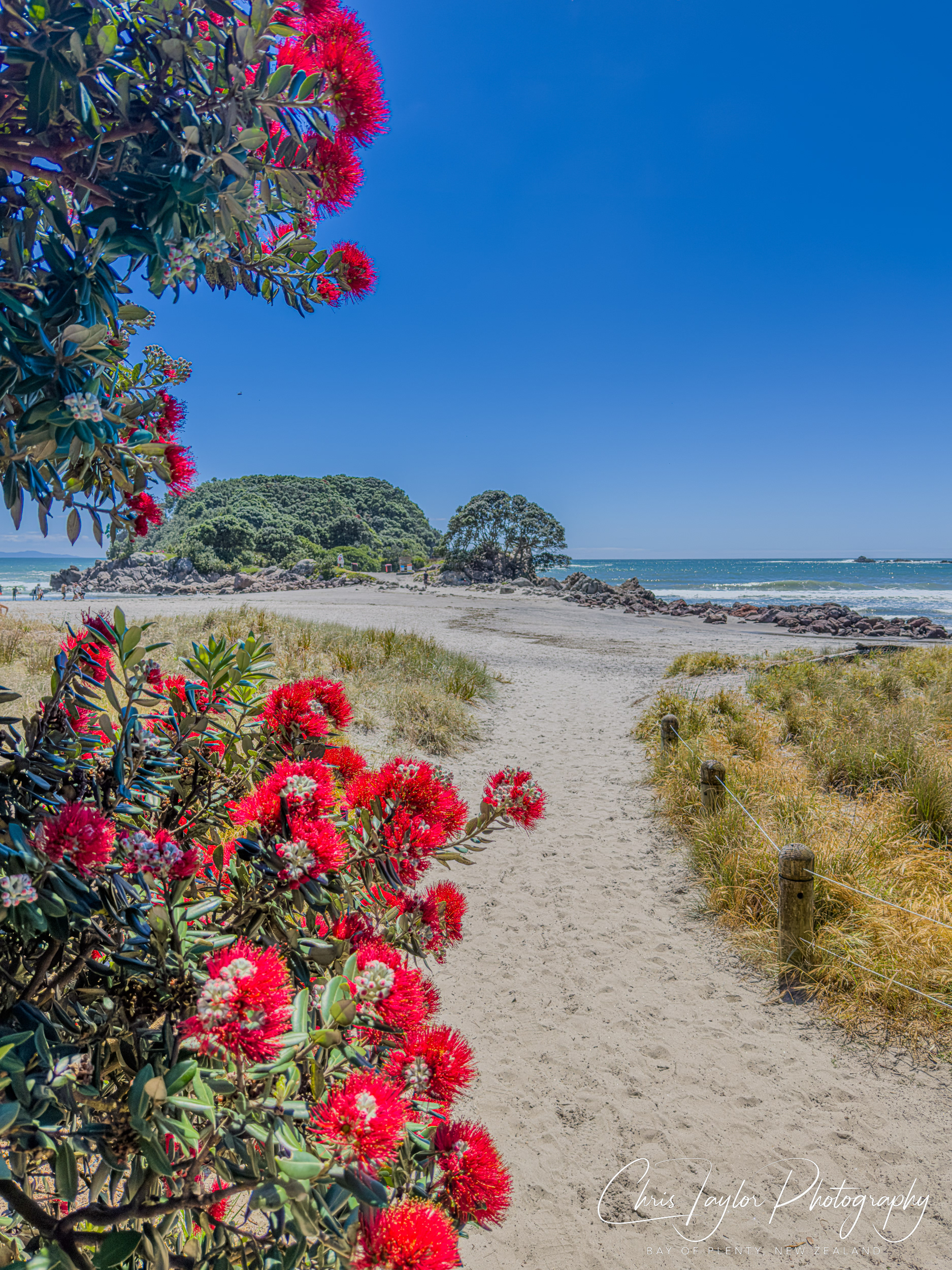 IMG_7284 The Colour of Summer, Bay of Plenty, NZ.