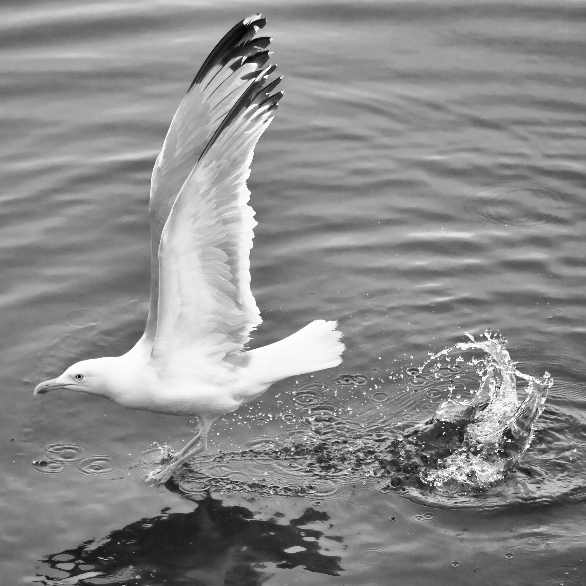 Lift Off P7101945
