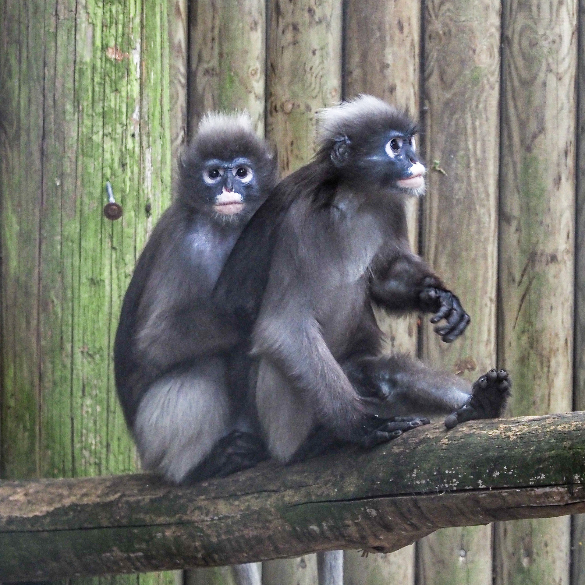 Dusky Langur P7070027
