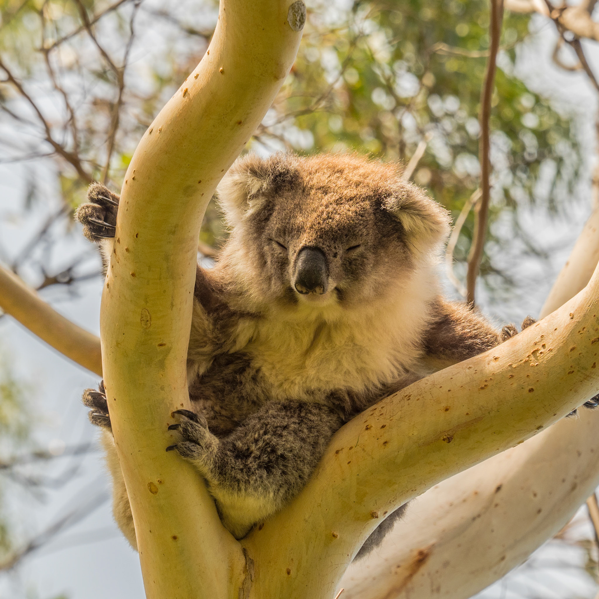 Koala Resting P2090205