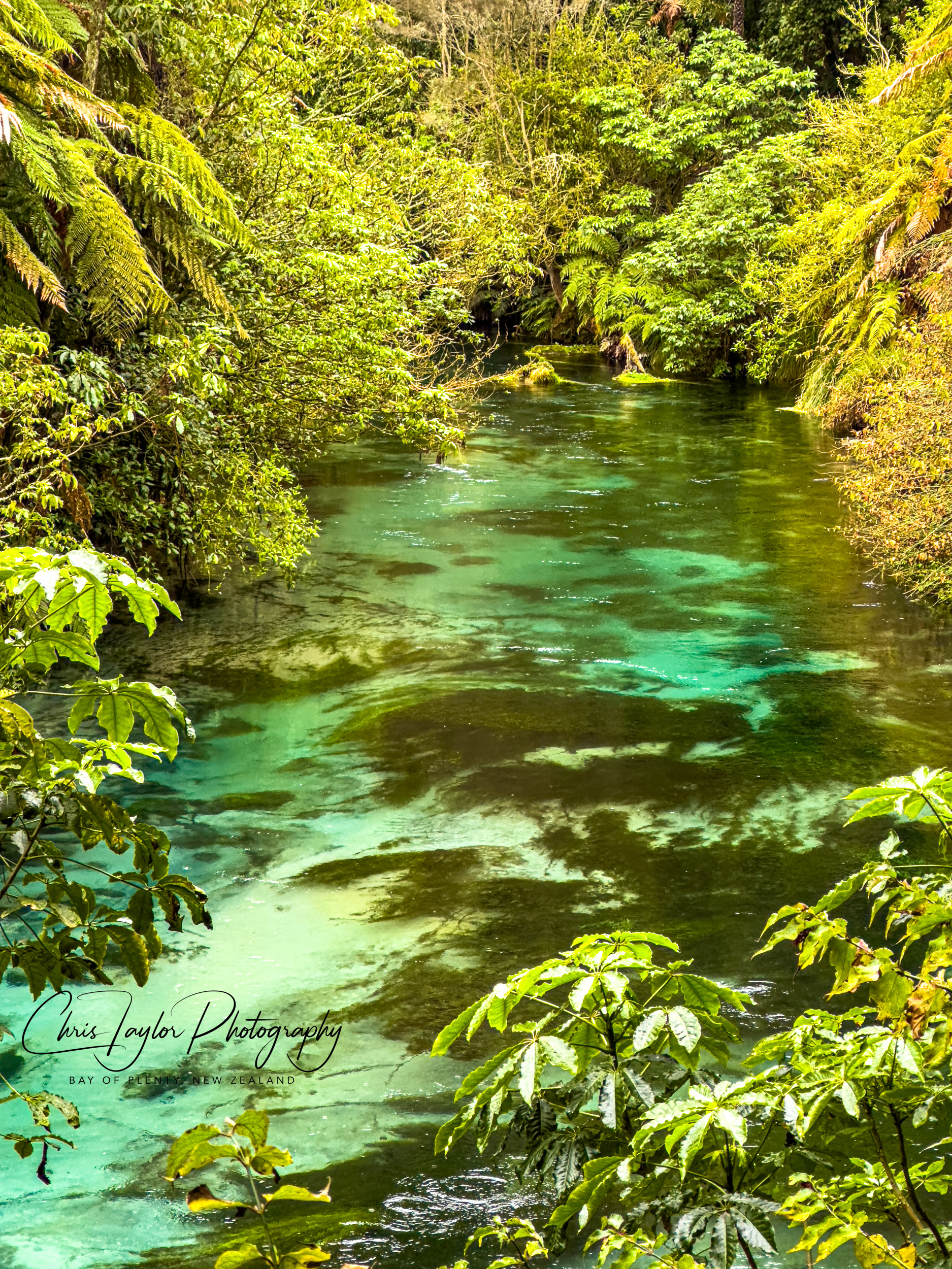 IMG_5616 Crystal clear Waihou River, Waikato. NZ.