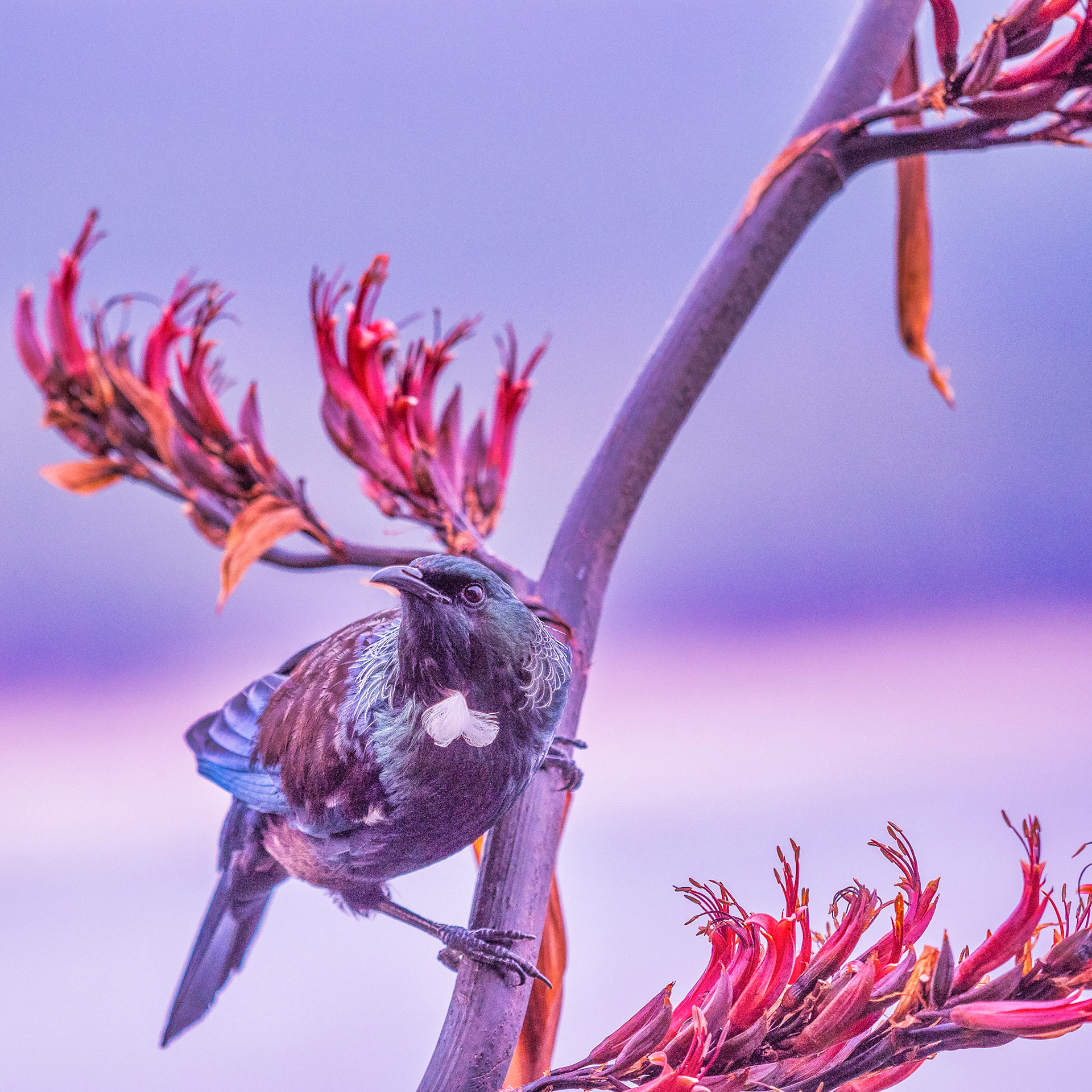 Tui On Flax PB300070