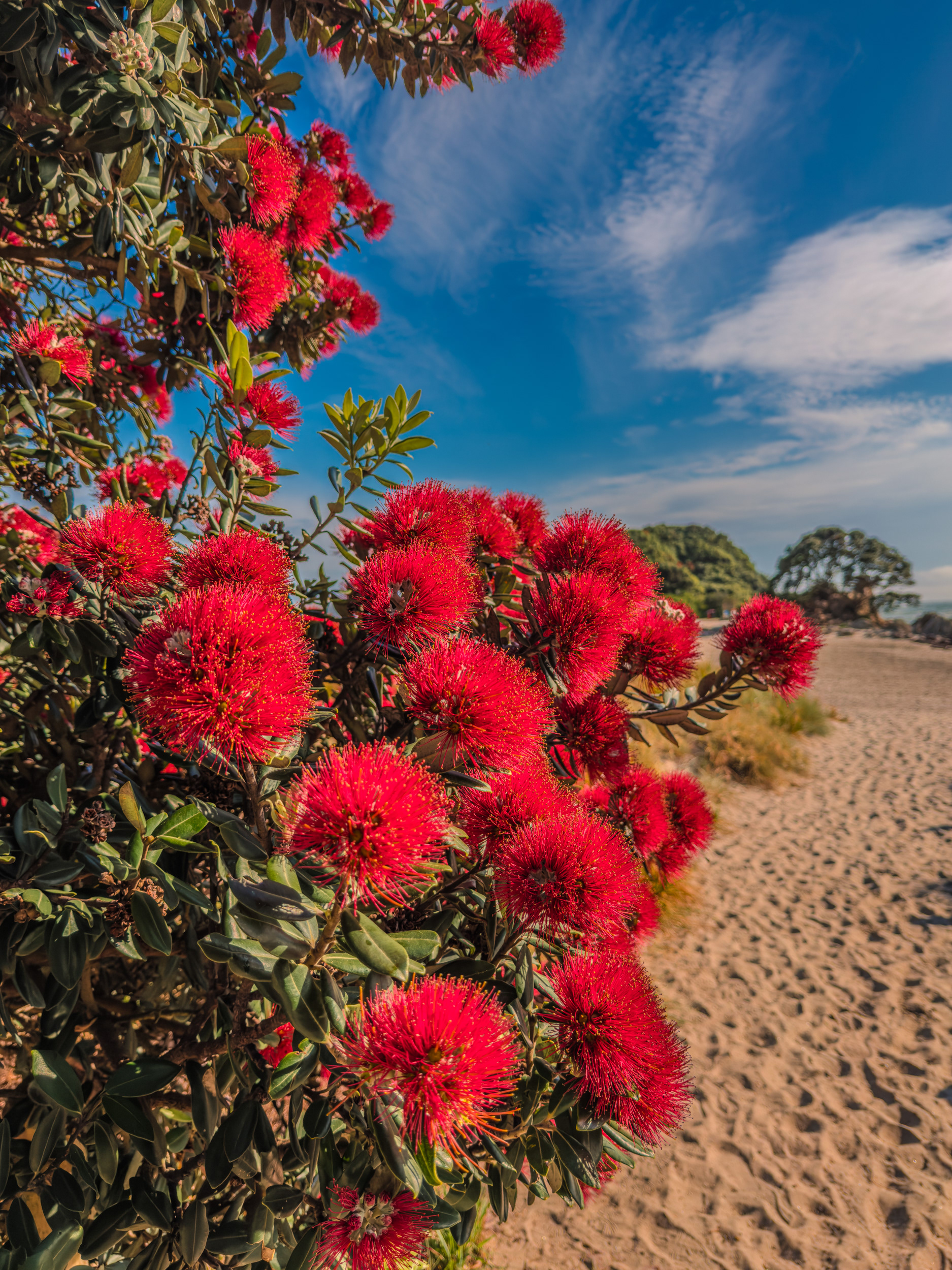 IMG_7322 Promise of Summer, Mount Maunganui Beach.