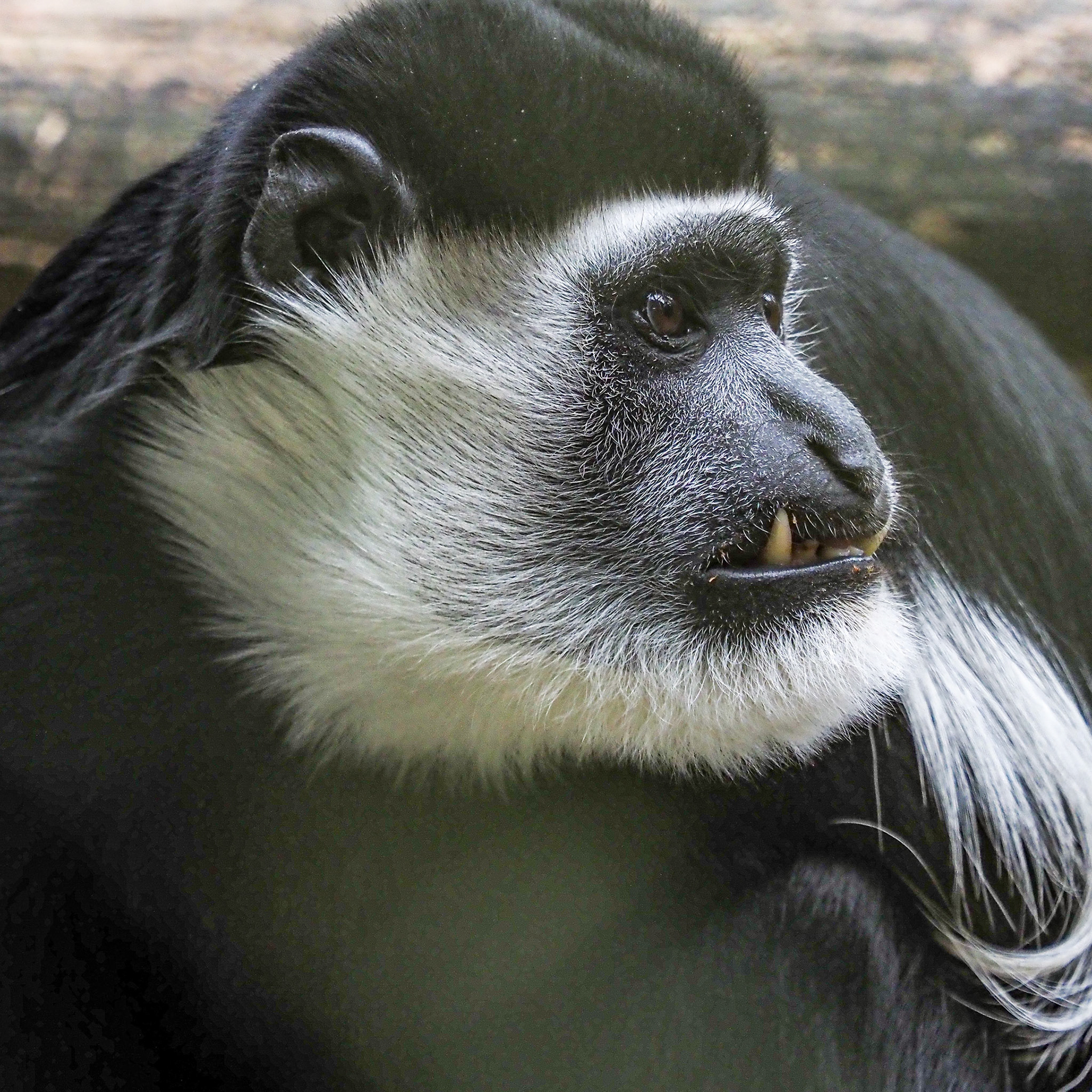 Eastern Black & White Colobus P7070019