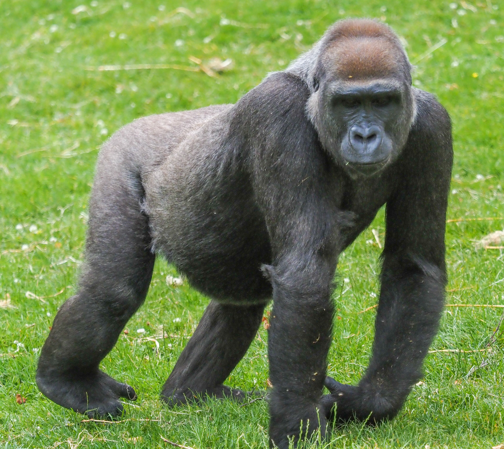 Western Lowland Gorilla P7080059