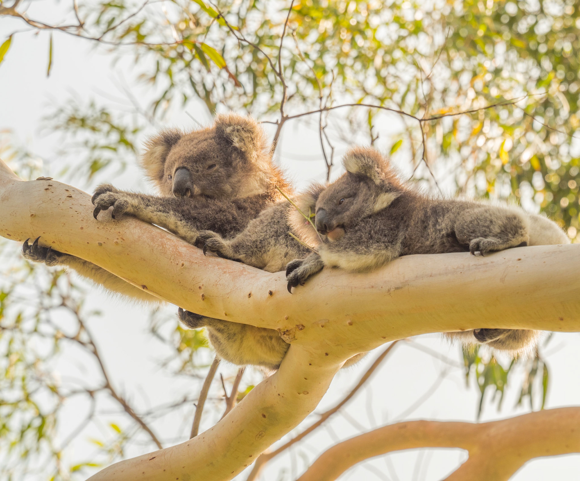 Koala's Resting P2090190