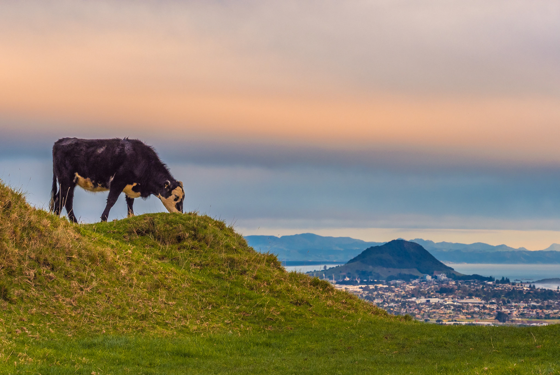 Mount Maunganui from Papamoa Hills P7180069