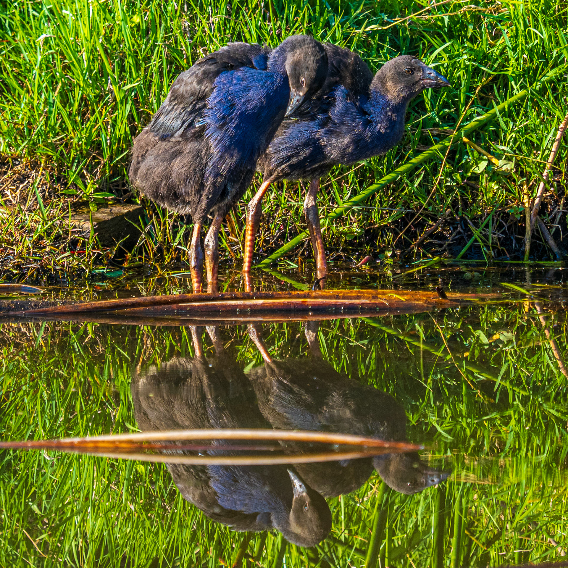 Young Pukeko Chicks B020037