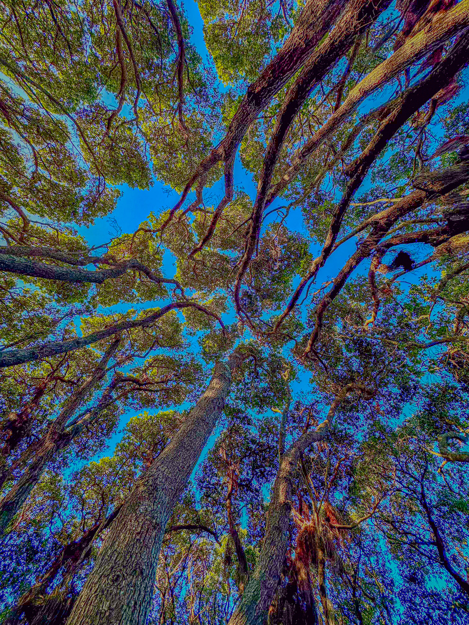 IMG_3347 Pohutukawa Canopy