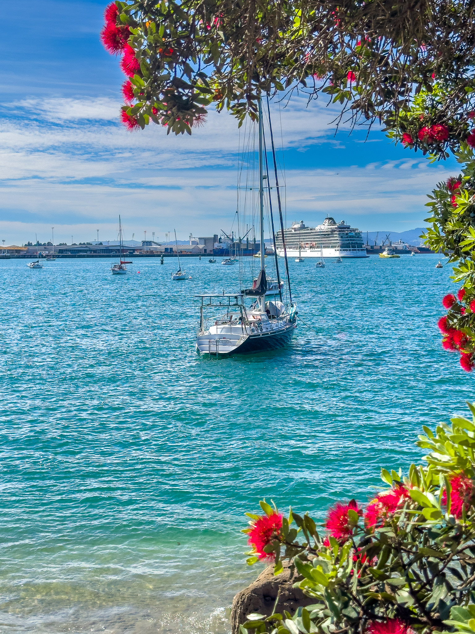 IMG_0040 Summer day on Tauranga Harbour framed by pohutukawa.