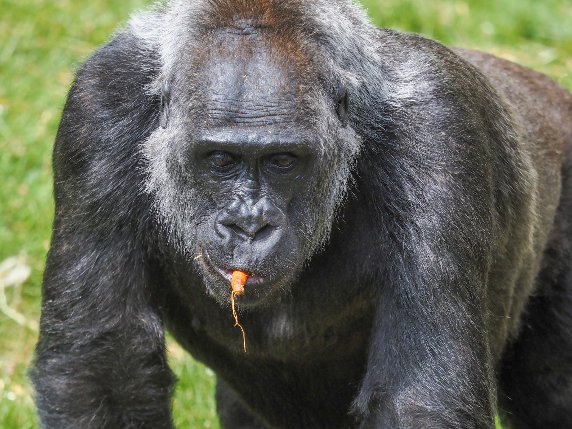 Western Lowland Gorilla P7080069