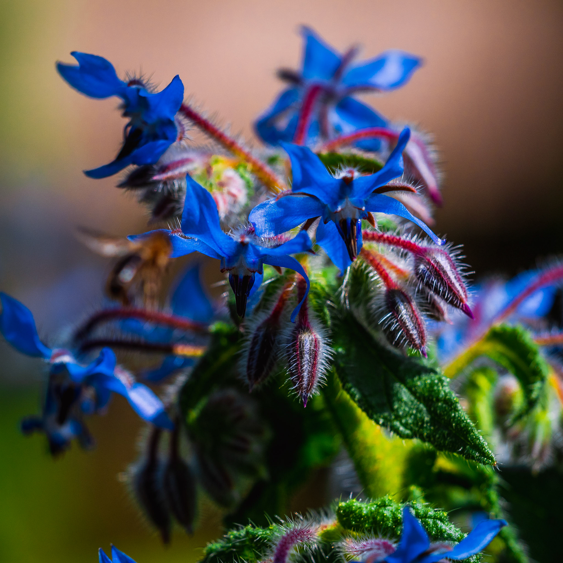 Borage PA130018