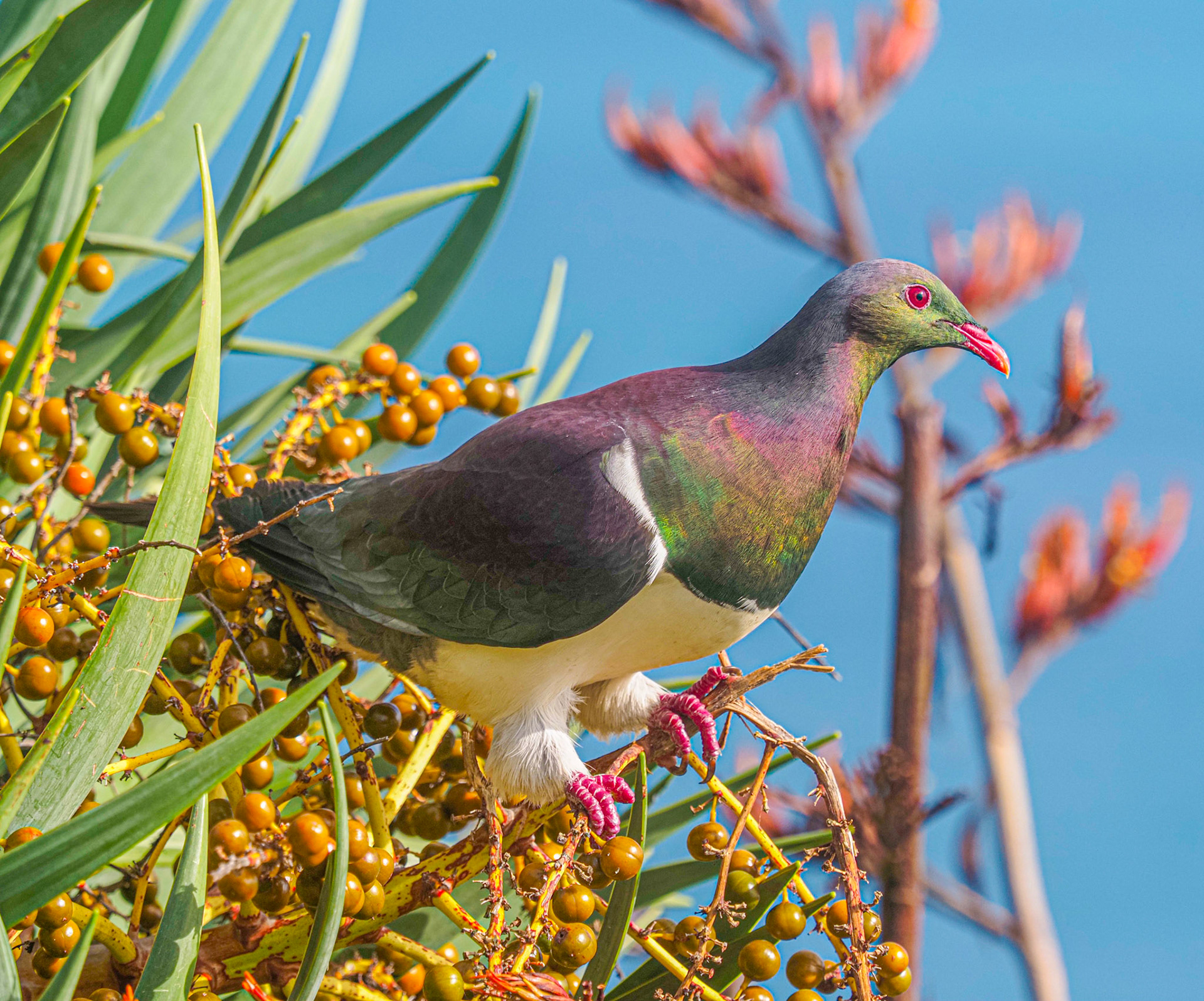 Kereru IMG_1940
