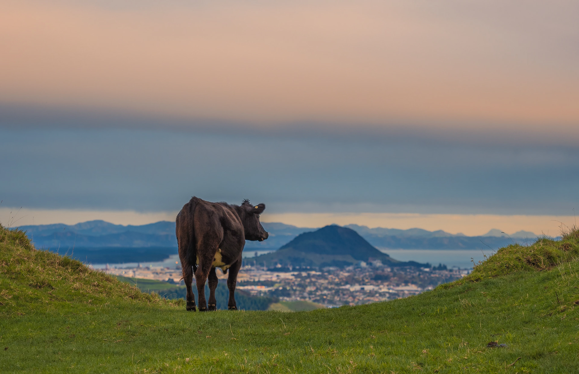 Mount Maunganui from Papamoa Hills P7180062