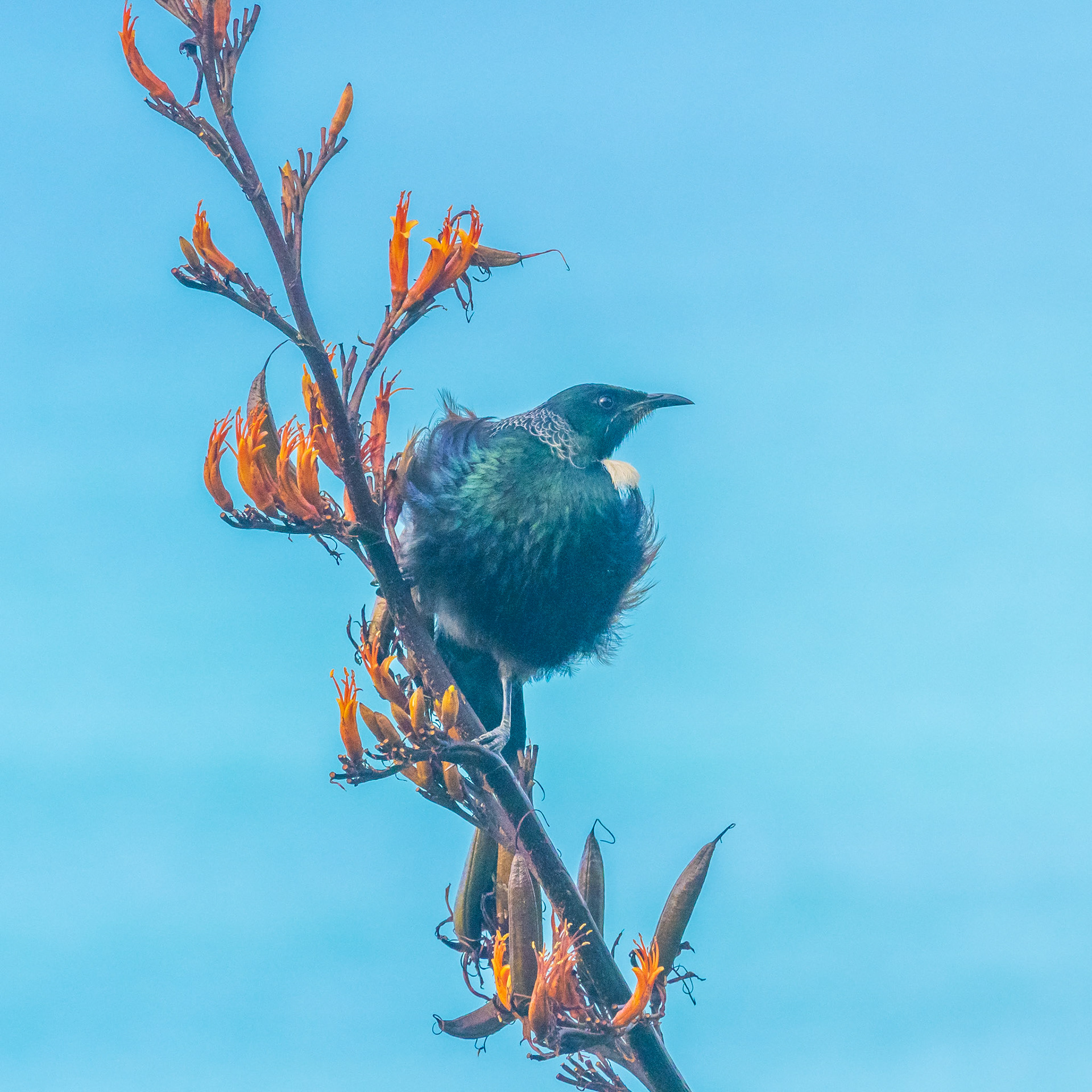 Tui On Flax IMG_1926