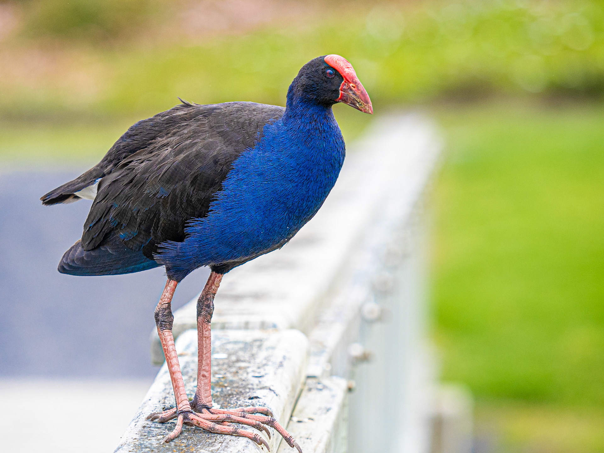 Pukeko A310008