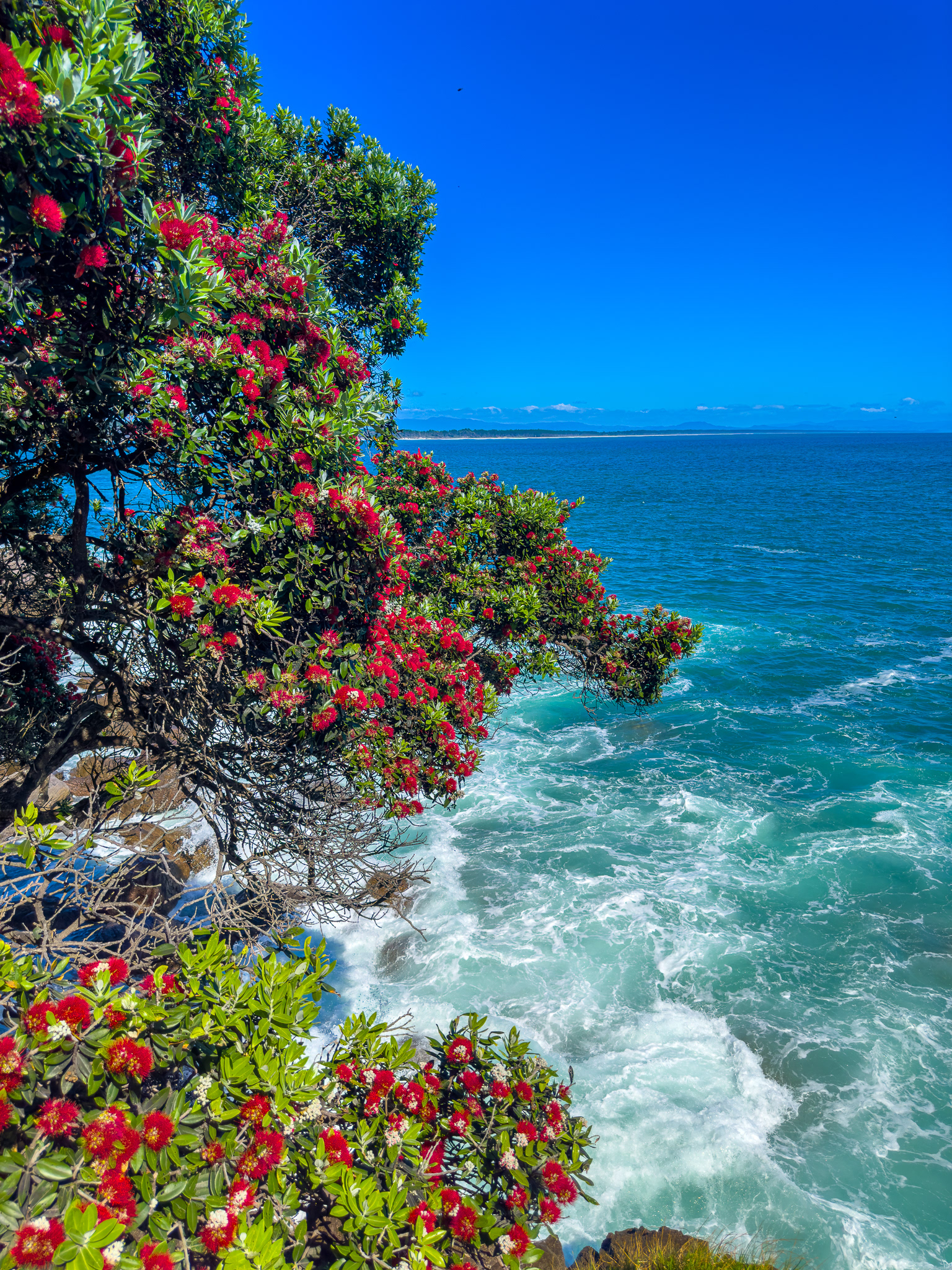 Coastal colours of summer IMG_0274