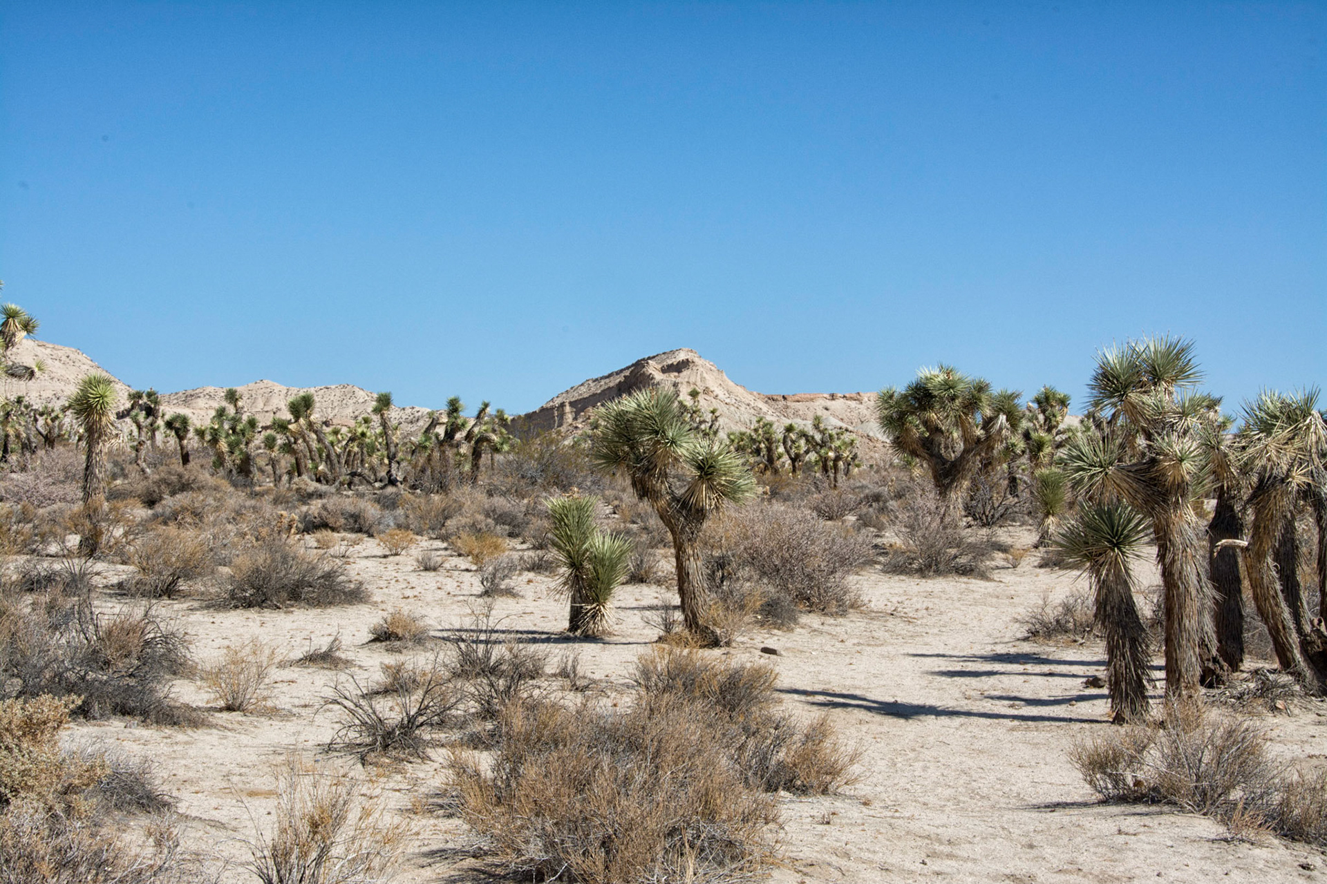Red Rock Canyon, Ca.