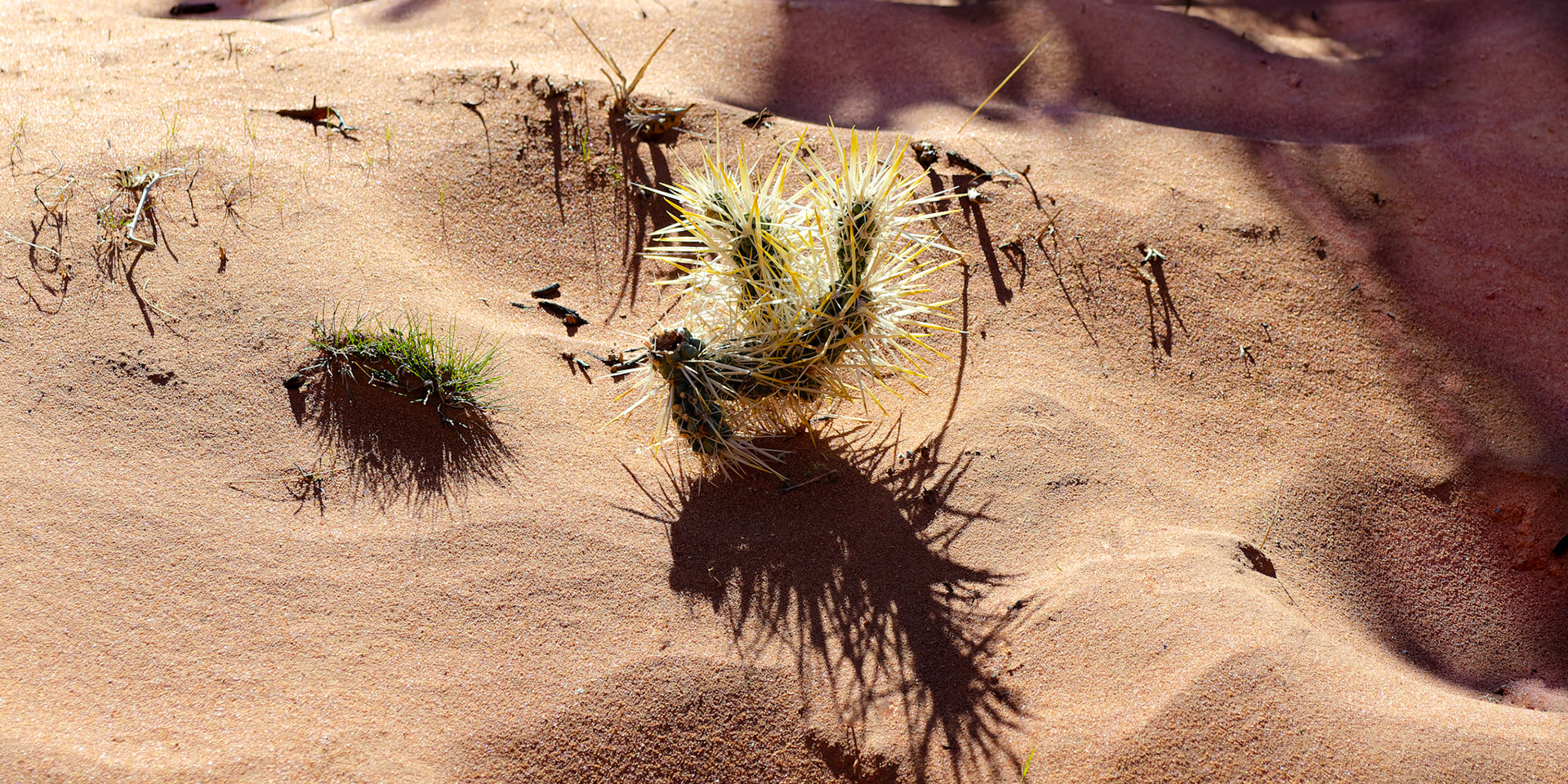 Valley of Fire State Park, Clark County, NV USA