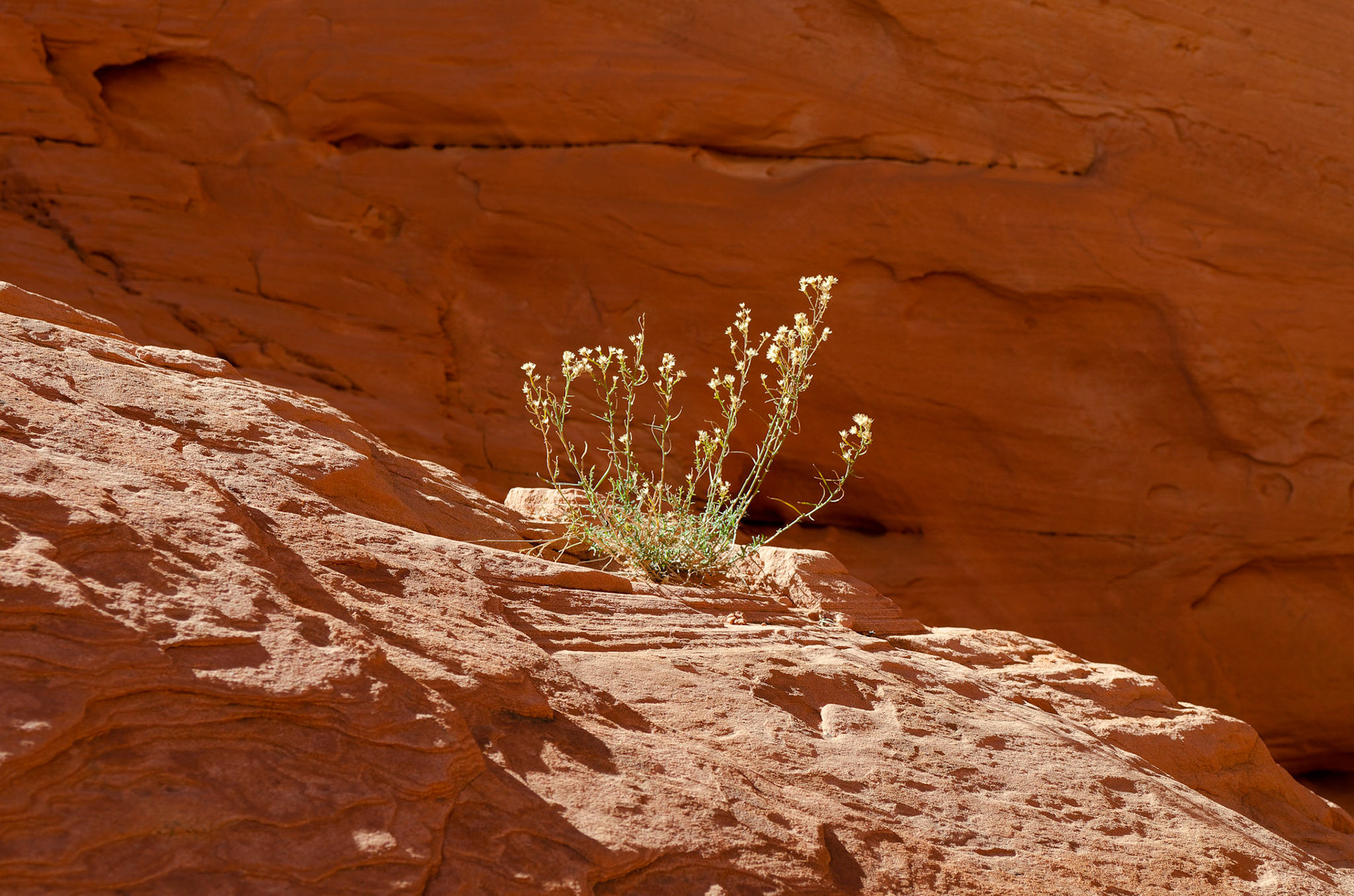 Valley of Fire State Park, Clark County, NV USA