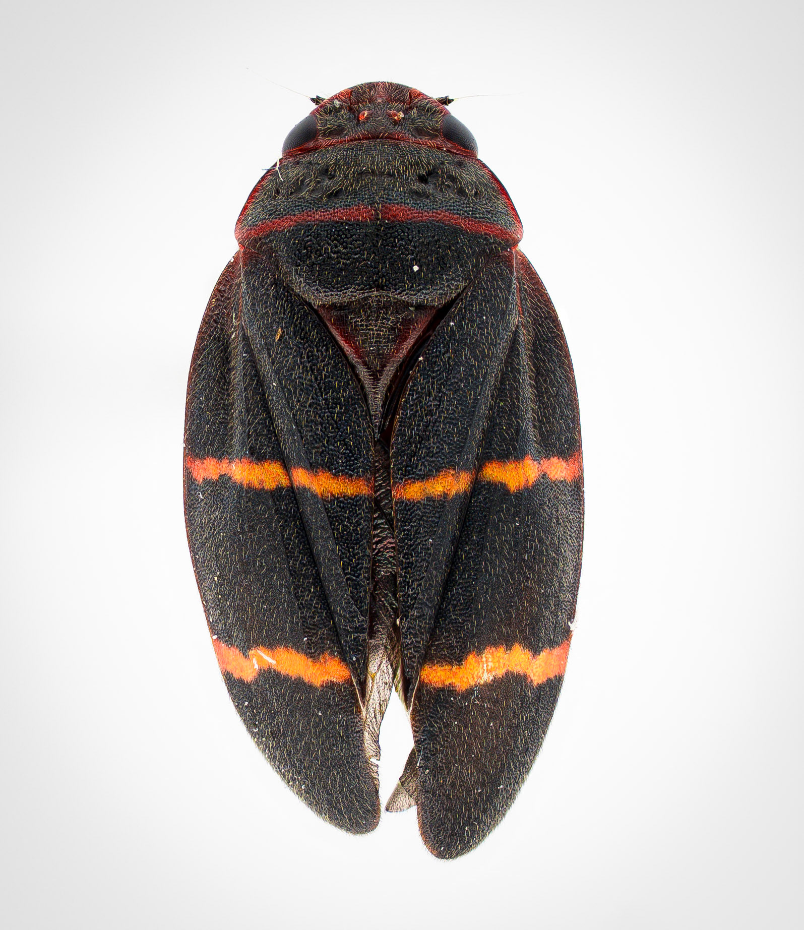 Leafhopper