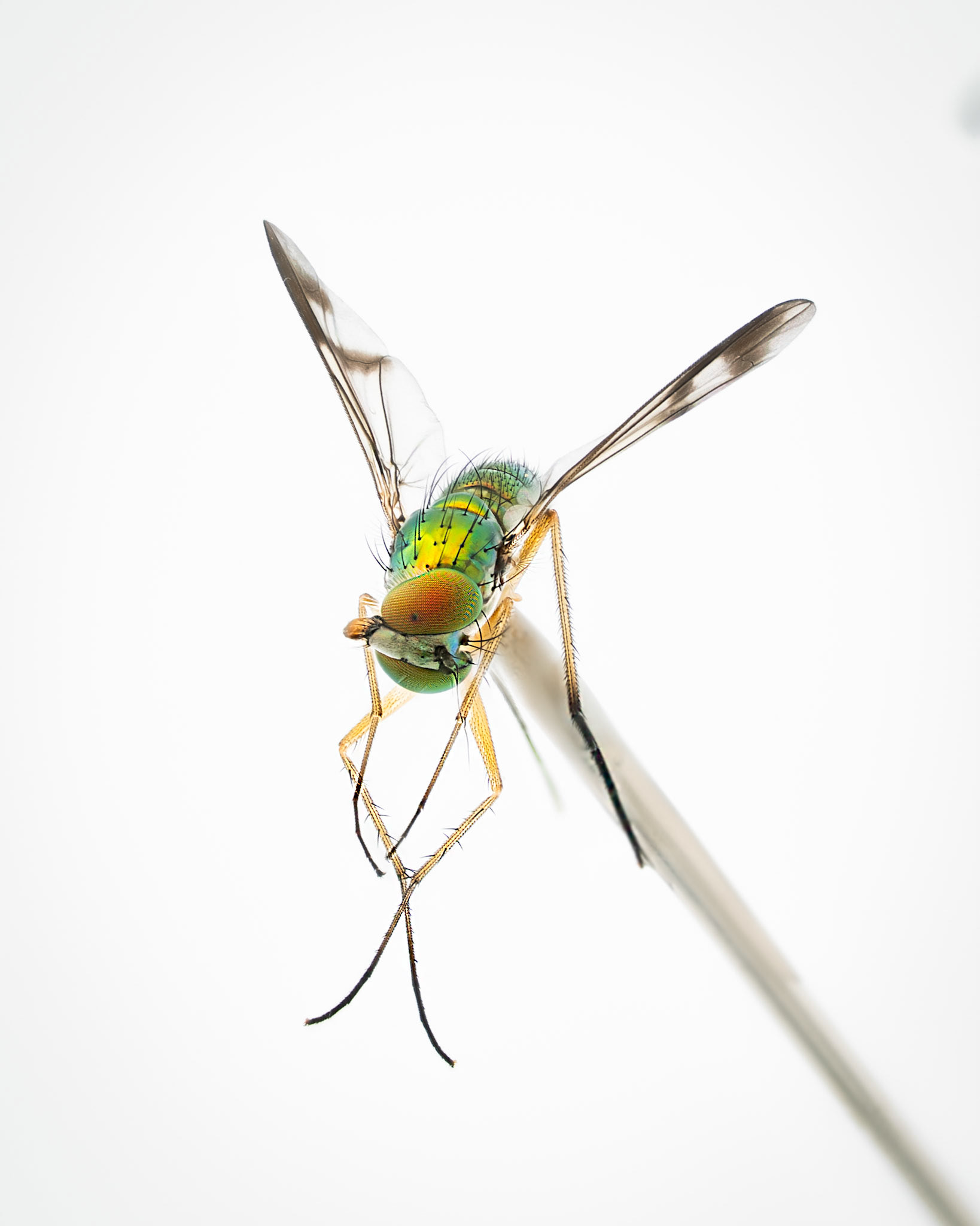 Longlegged fly