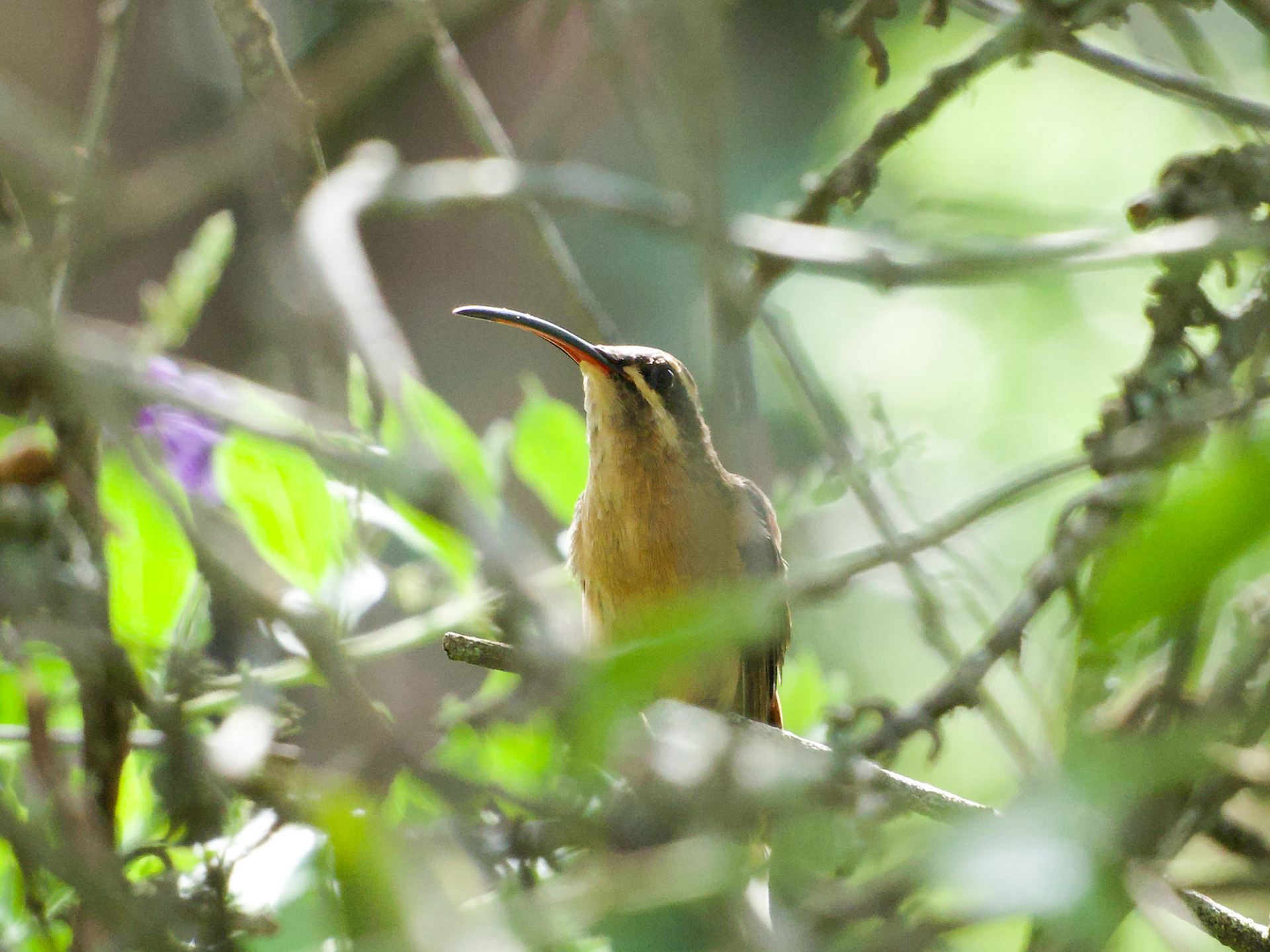 Phaethornis