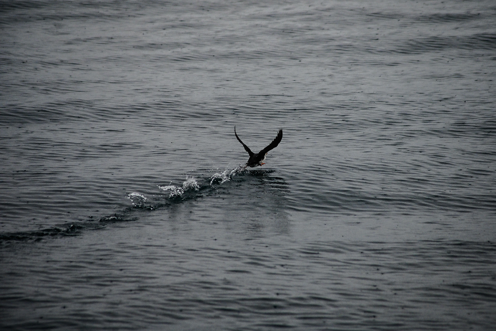 puffin - Seward, AK