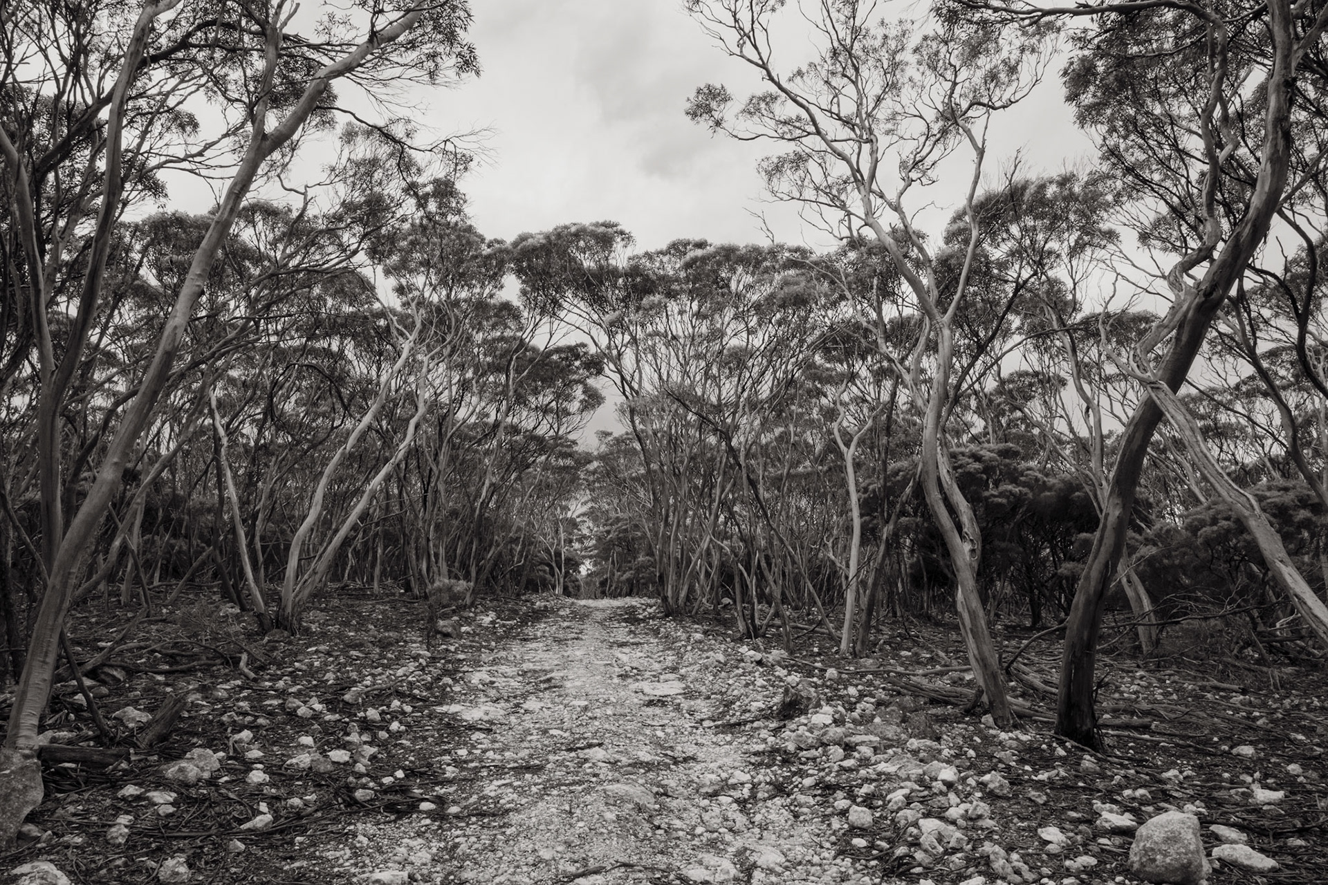 bush track - Kangaroo Island